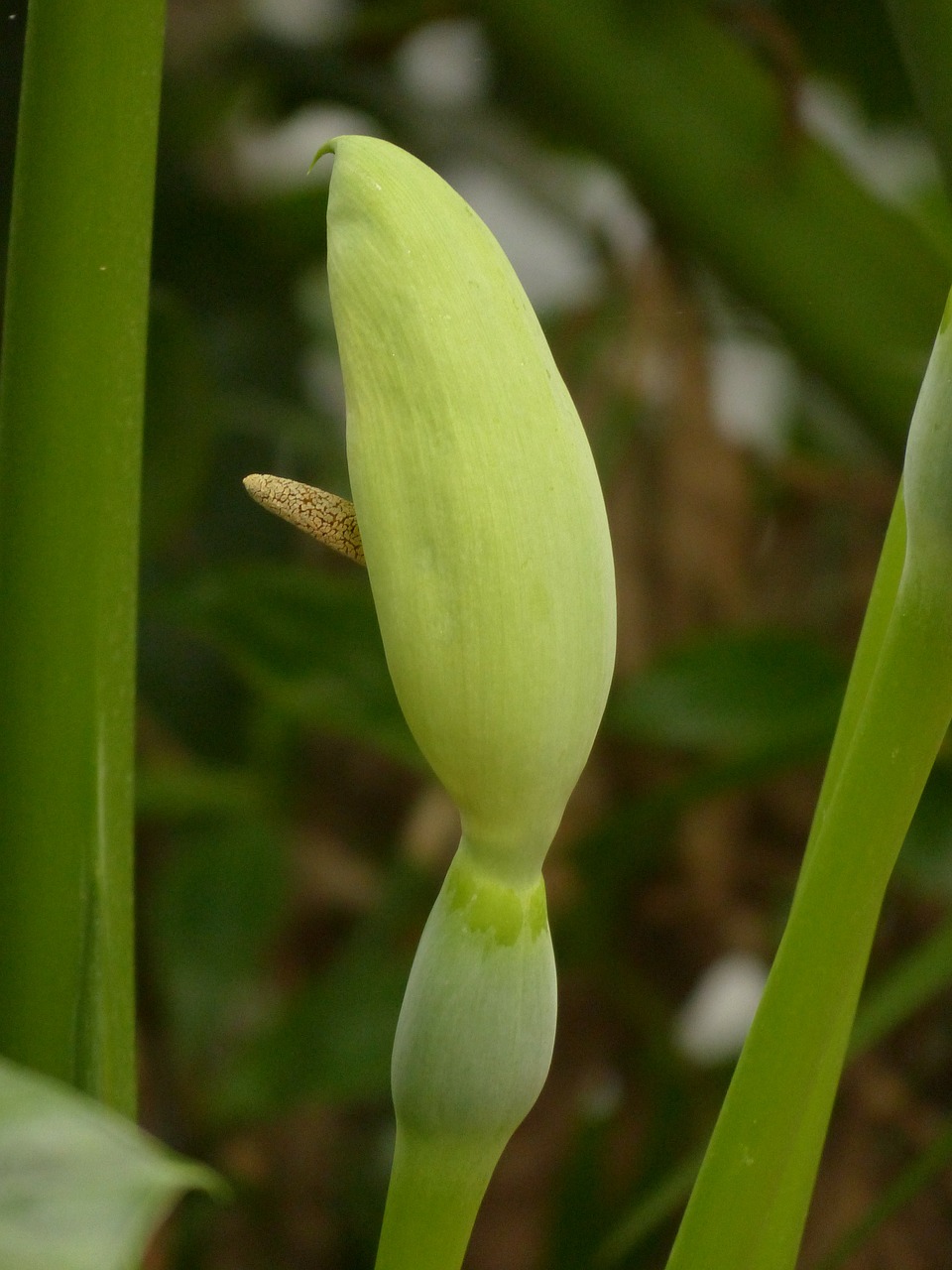 Žiedas, Žydėti, Žiedynas, Įkvėpimas, Spatas, Stūmoklis, Spadix, Didelis, Žalias, Filodendras