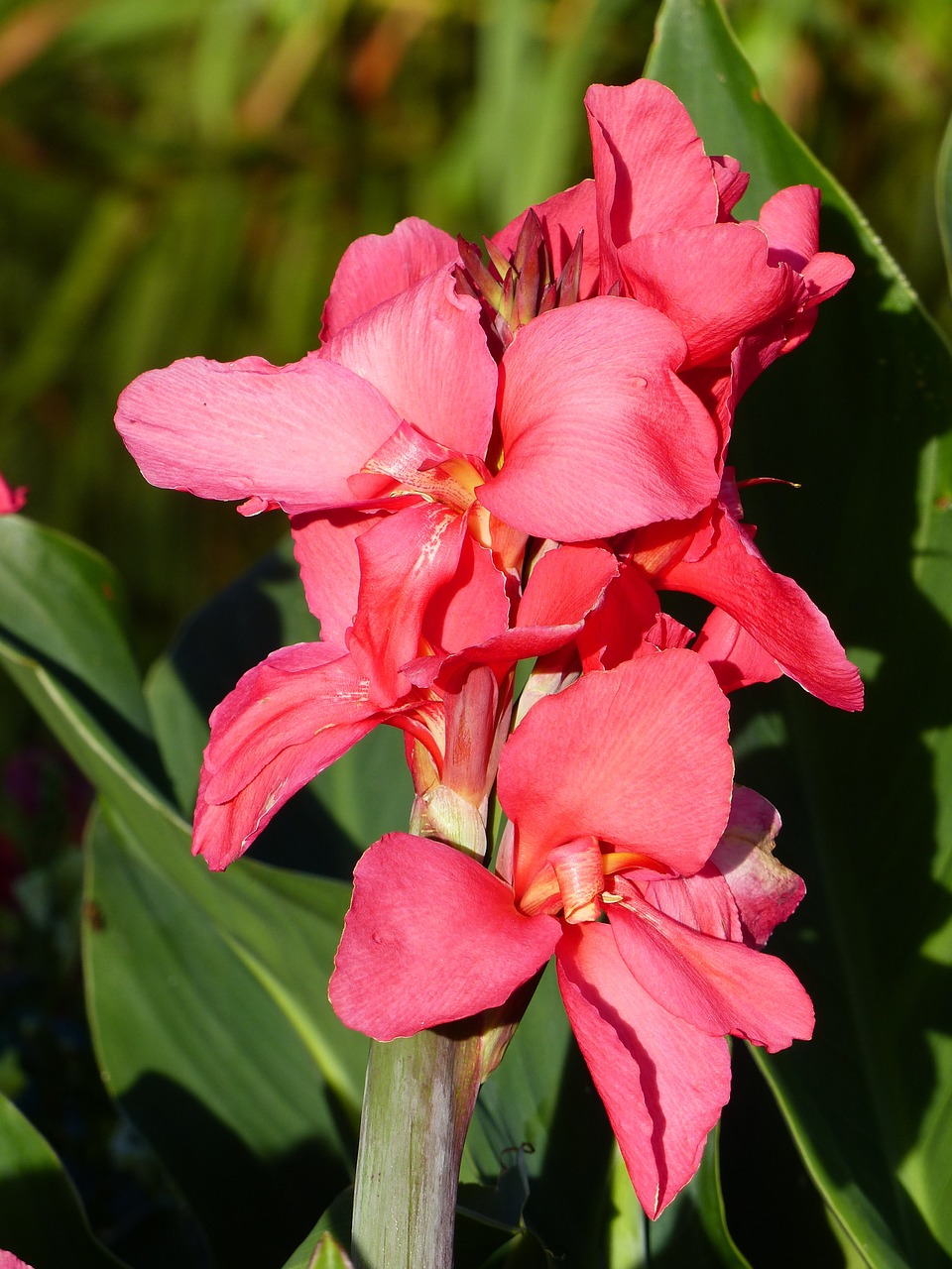 Gladiolas, Gėlė, Vasara, Žalias, Spalvos, Raudona, Miesto Sodas, Lidköping, Švedija, Nemokamos Nuotraukos