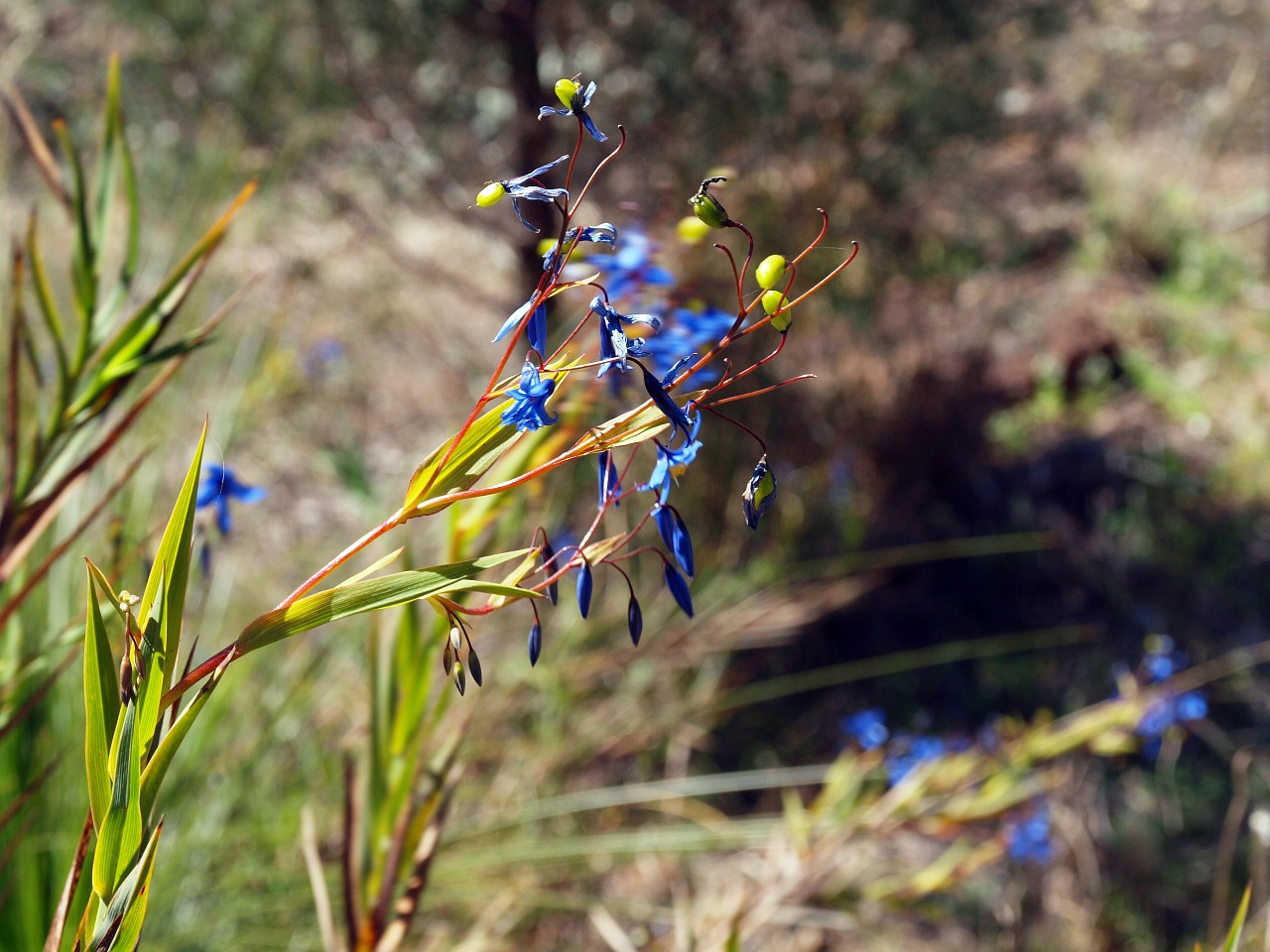 Gėlė, Wildflower, Gamta, Augalas, Laukinės Gėlės, Vasara, Mėlyna Gėlė, Nemokamos Nuotraukos,  Nemokama Licenzija