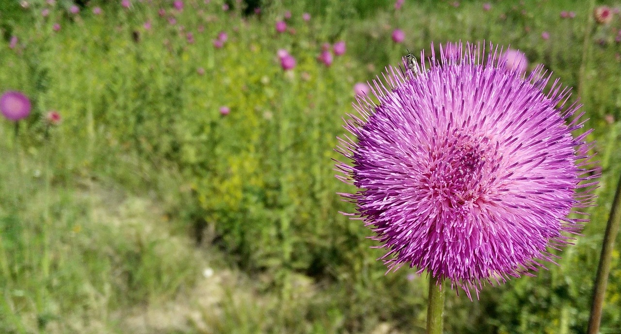 Gėlė, Violetinė, Gamta, Gėlių, Pavasaris, Augalas, Laukas, Prairie, Žydėti, Žydi