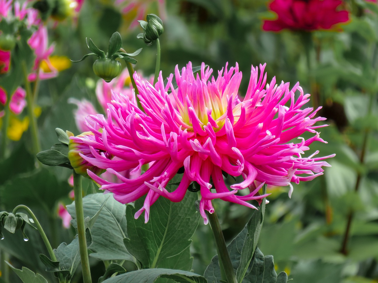 Gėlė, Dahlia, Žiedas, Žydėti, Gėlių Sodas, Rožinis, Ruduo, Uždaryti, Rudenį, Nemokamos Nuotraukos