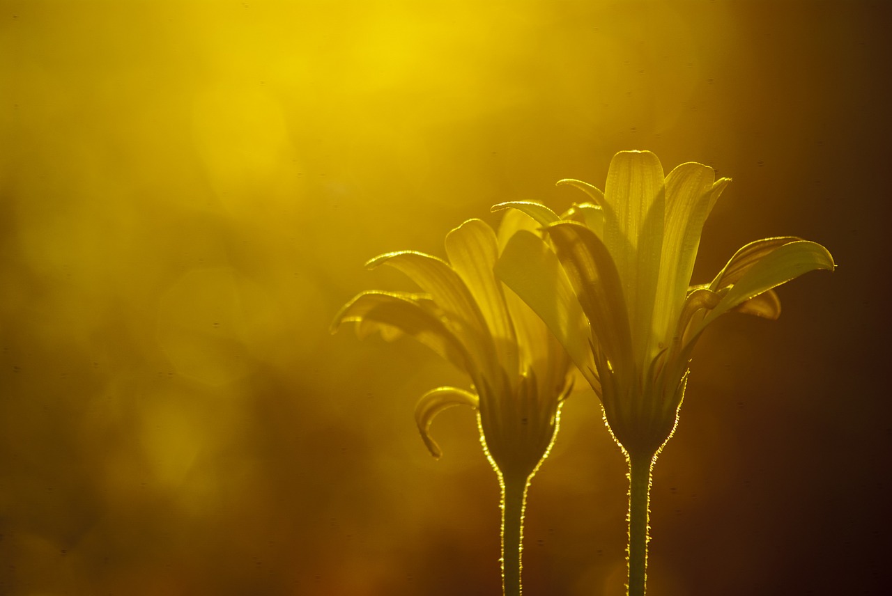 Gėlė, Geltona Vakarinė Migla, Twilight, Bokeh, Nemokamos Nuotraukos,  Nemokama Licenzija