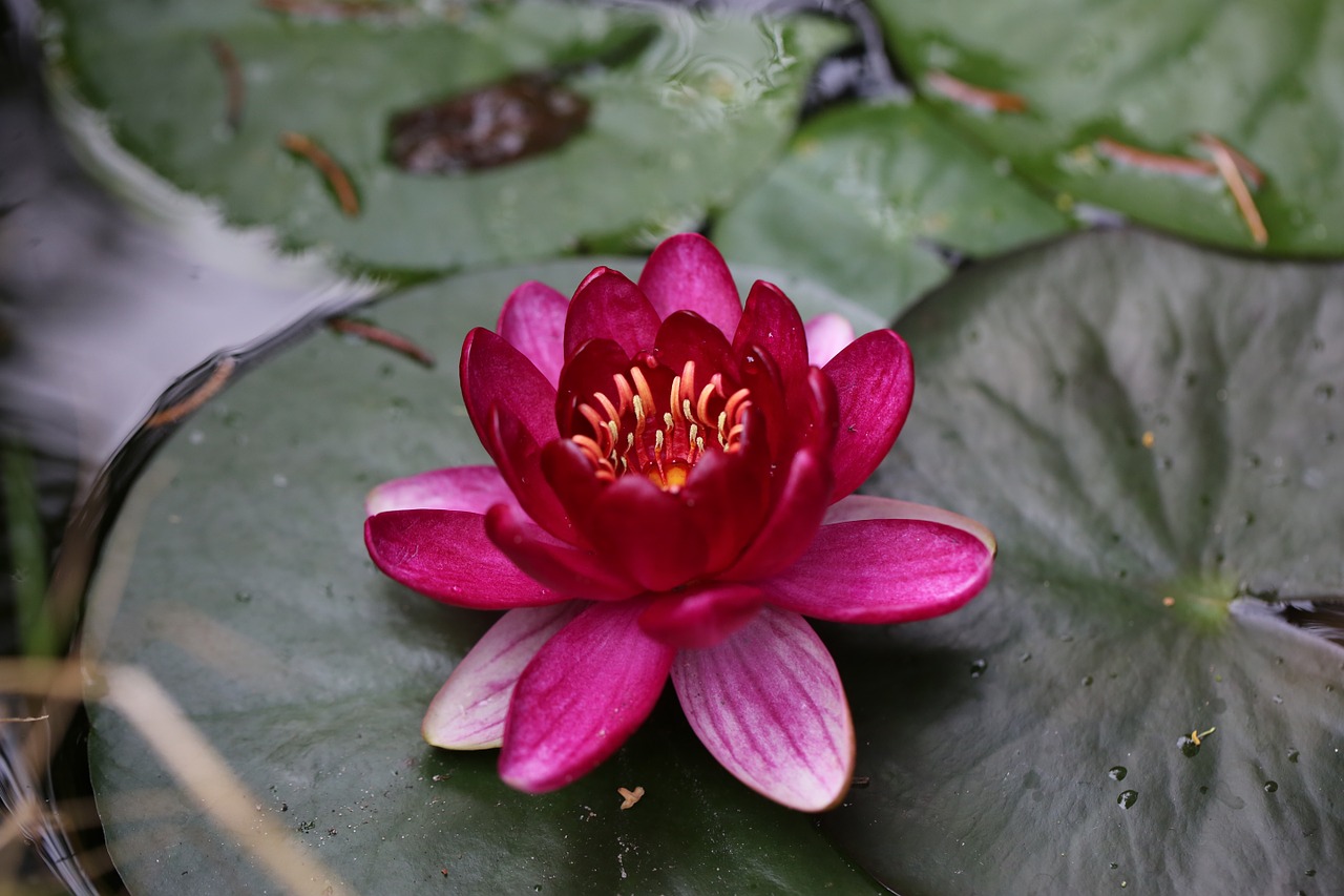 Gėlė, Vandens Lelija, Nuphar Lutea, Vandens Augalas, Ežeras Pakilo, Vanduo, Tvenkinys, Žiedas, Žydėti, Nemokamos Nuotraukos