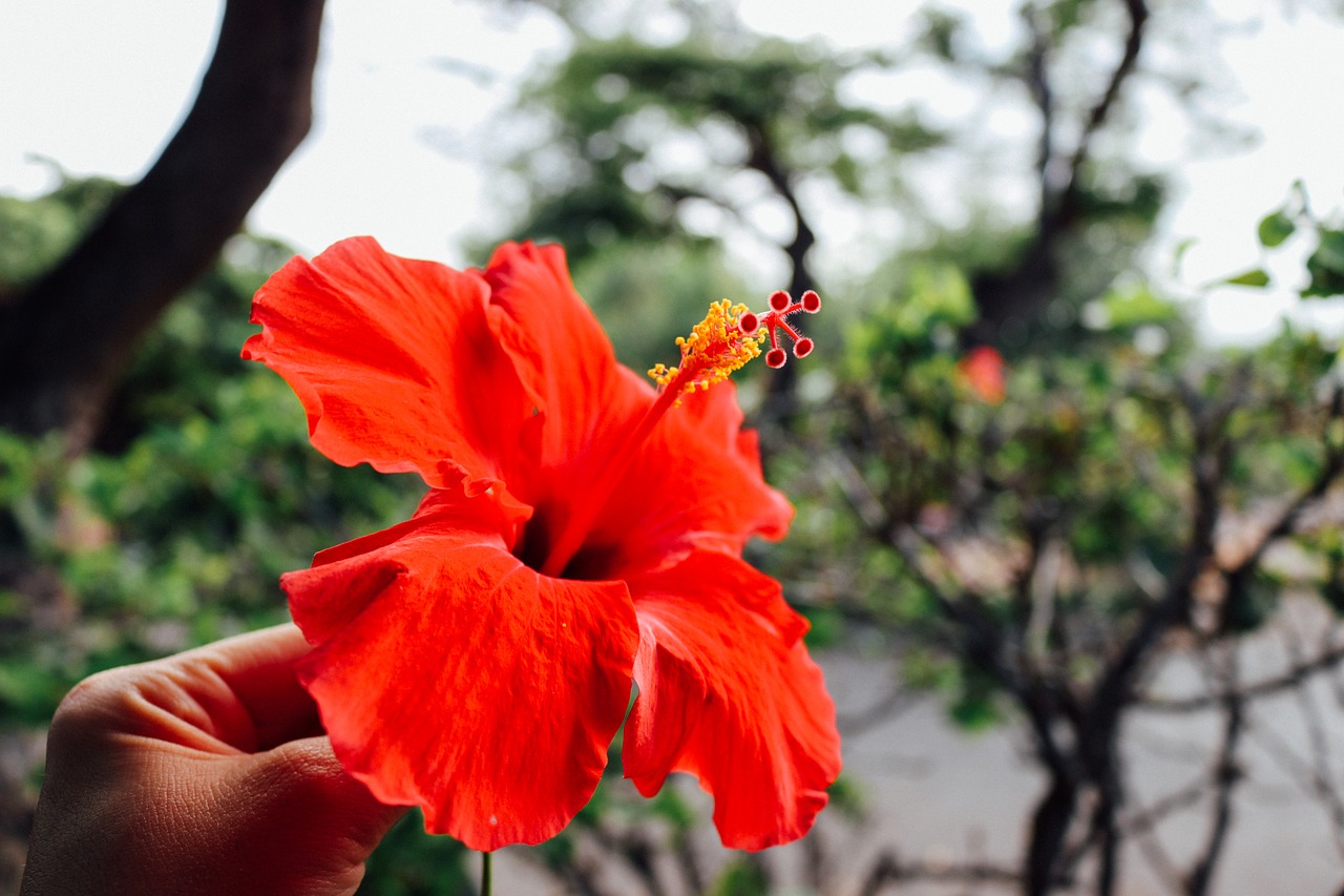 Gėlė, Havajų Kalba, Hibiscus, Raudona, Atogrąžų, Gėlių, Hawaii, Vasara, Gamta, Aloha