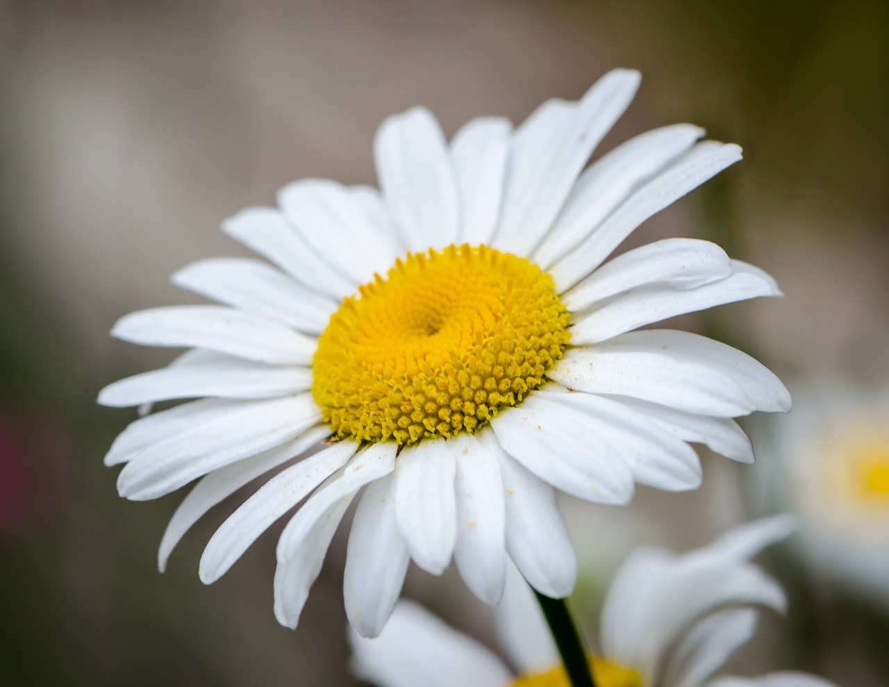 Gėlė, Daisy, Gamta, Pavasaris, Gėlių, Žydi, Žiedlapis, Balta, Žiedas, Sodas