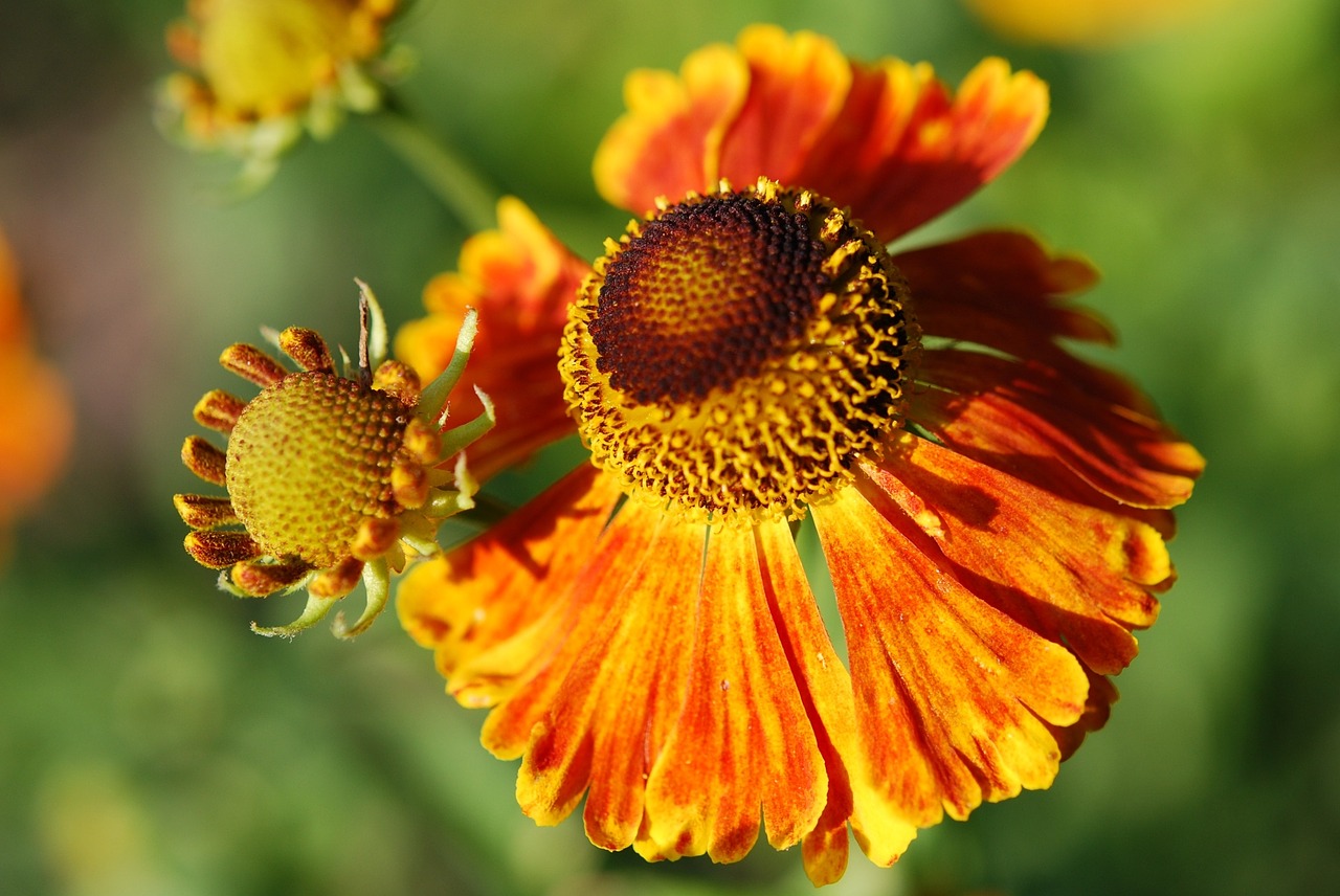 Marigoldas, Gėlė, Žiedas, Žydėti, Oranžinė, Nemokamos Nuotraukos,  Nemokama Licenzija