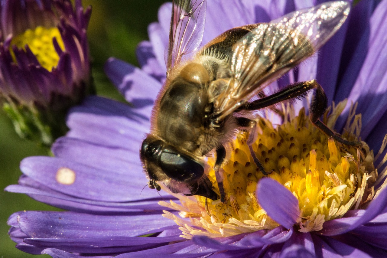 Gėlė, Žiedas, Žydėti, Uždaryti, Purpurinė Gėlė, Bičių, Vabzdys, Gėlė Violetinė, Makro, Nemokamos Nuotraukos