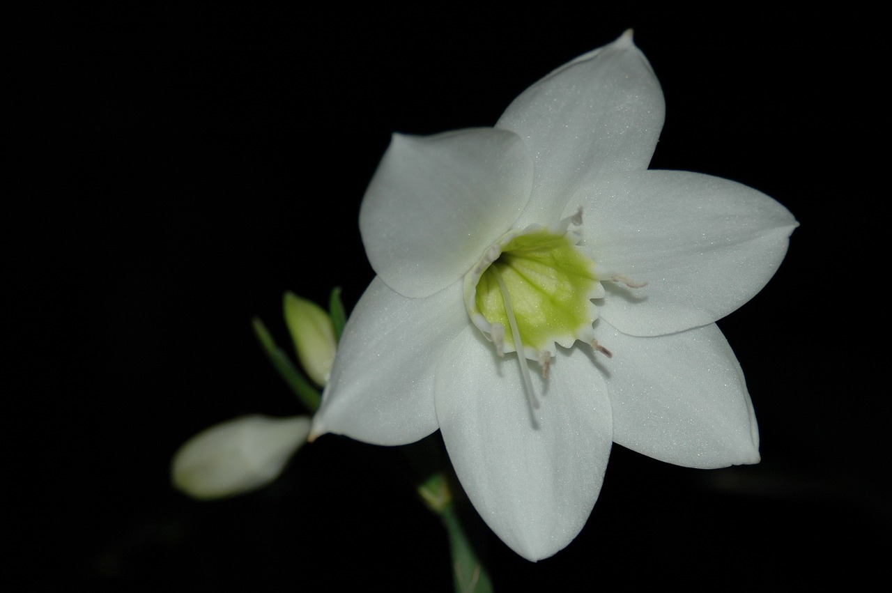 Amazonė Lelija, Eucharis, Eucharis Candida, Gėlė, Balta, Balta Gėlė, Gamta, Atogrąžų, Gėlių, Džiunglės