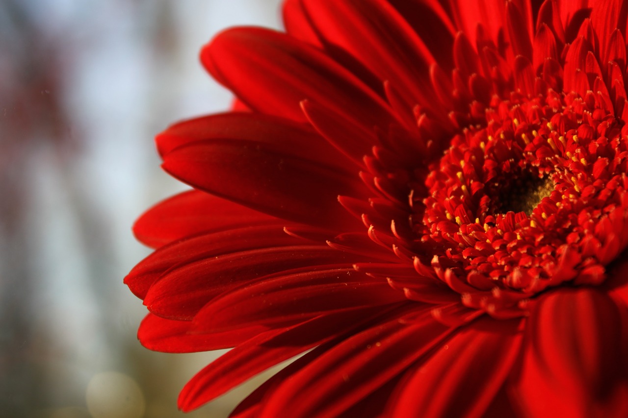 Gėlė, Gerbera, Raudona Gėlė, Raudonoji Gėlė, Ryškios Gėlės, Raudona, Makro, Makrofotografija, Nemokamos Nuotraukos,  Nemokama Licenzija