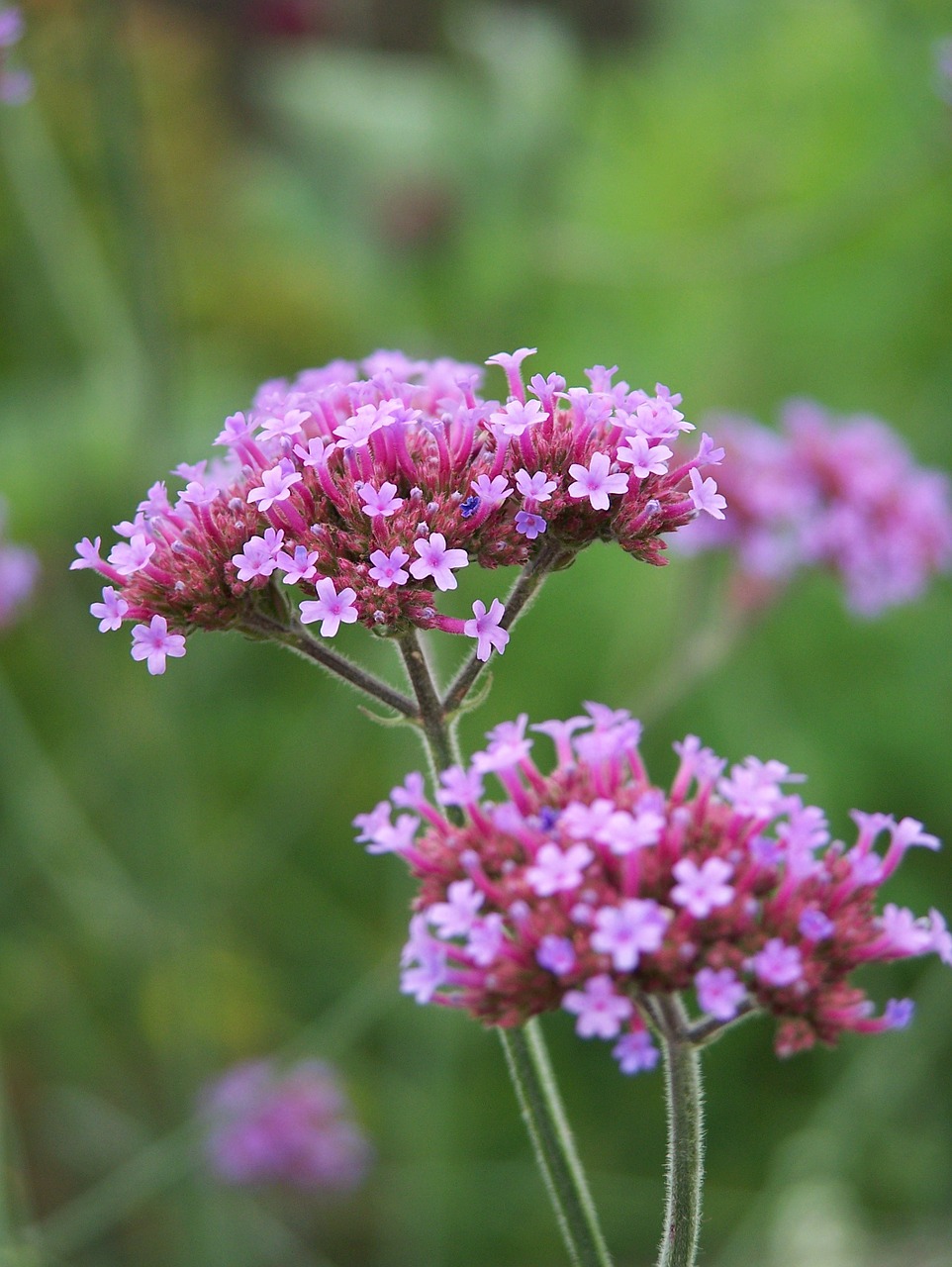 Aukštas Verbena, Gėlė, Žiedas, Žydėti, Gamta, Vasaros Gėlė, Filigranas, Laukas, Pieva, Purpurinė Gėlė