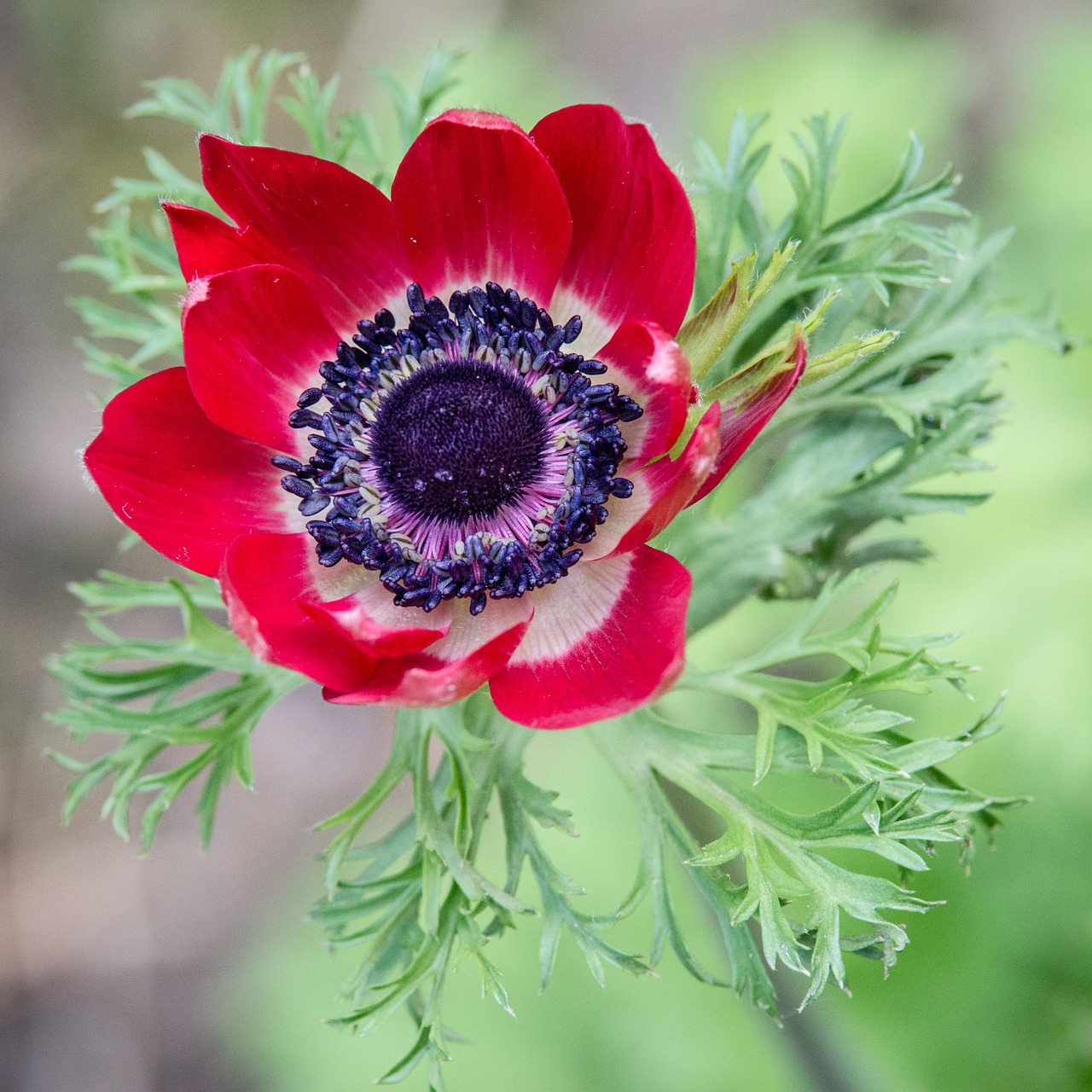 Anemone Gėlė, Gėlė, Raudona, Žalias, Nemokamos Nuotraukos,  Nemokama Licenzija