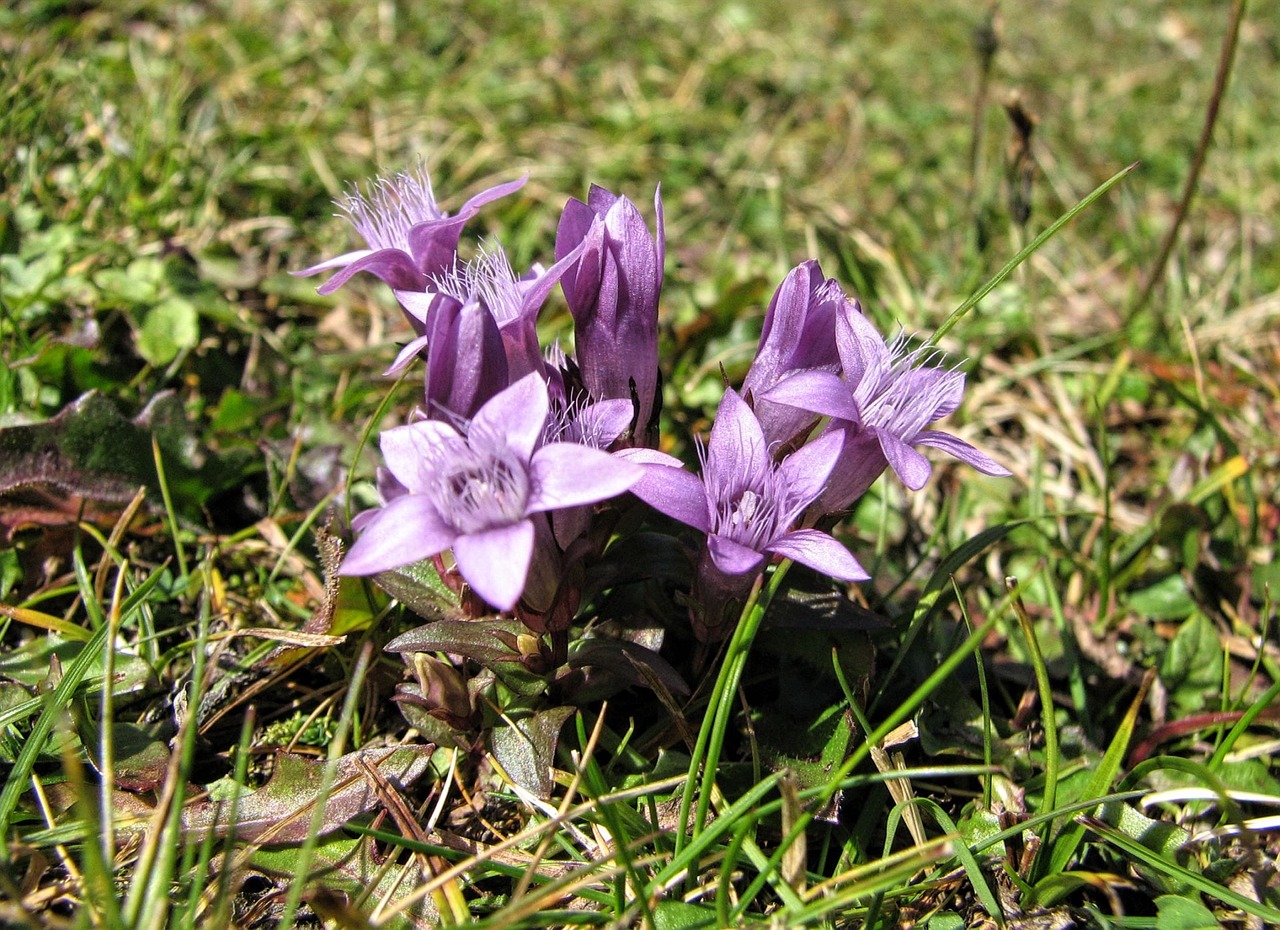 Gėlė, Altas, Violetinė, Gėlių, Pieva, Gamta, Žolė, Pavasaris, Vasara, Nemokamos Nuotraukos