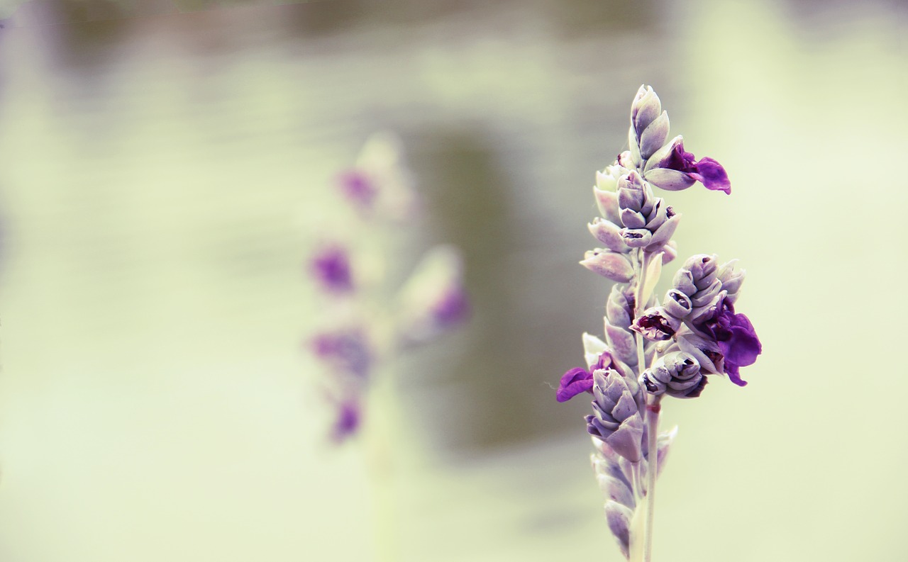 Gėlė, Violetinė, Riverside, Gražus, Vintage, Menas, Žydėjimas, Nemokamos Nuotraukos,  Nemokama Licenzija