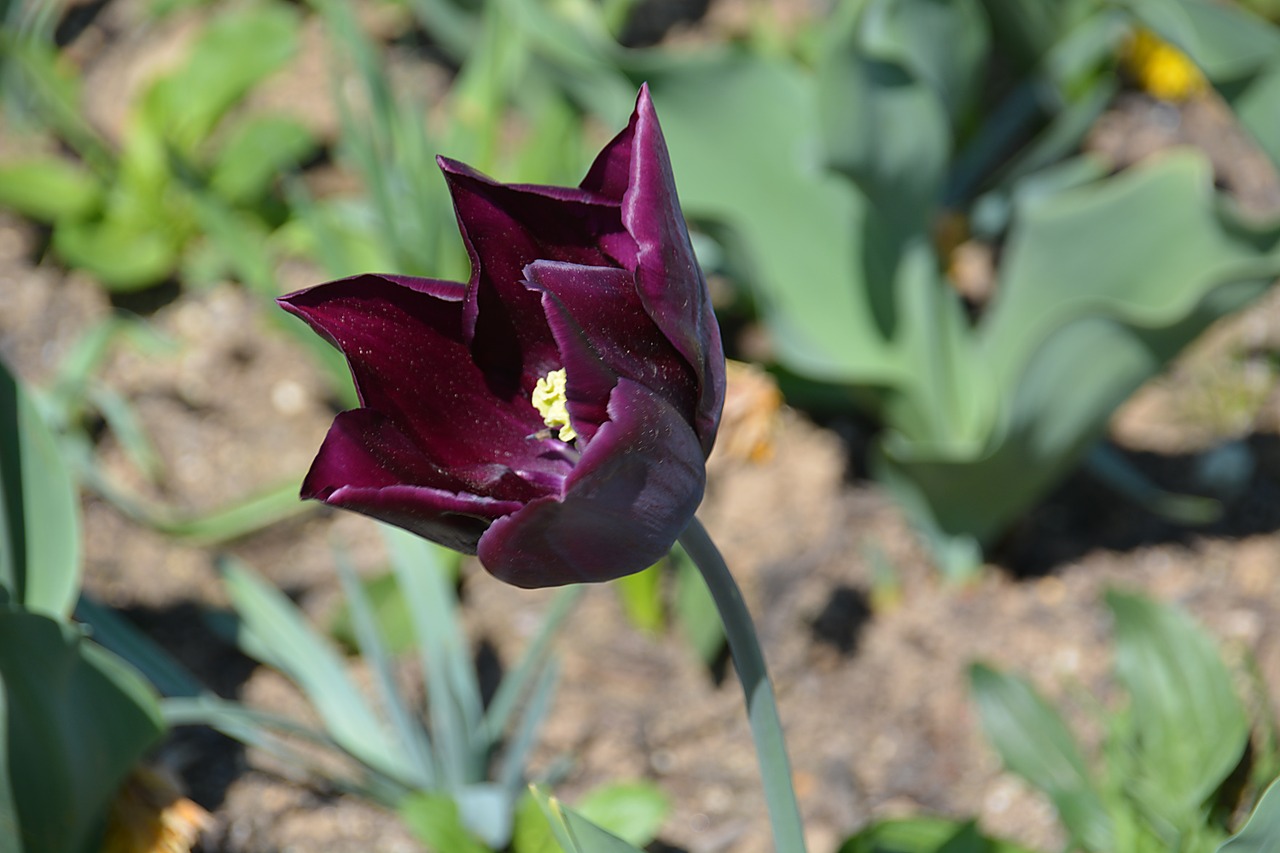 Gėlė, Tulpė, Žiedlapis, Spalva, Gamta, Juoda Tulpė, Flora, Žydėjimas, Sodas, Žydėjo