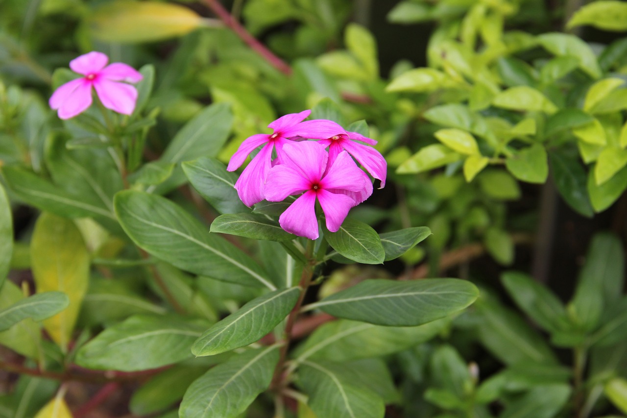 Gėlė, Catharanthus Roseus, Linksmi Gėlės, Gėlės, Žydinčios Gėlės, Natūralus, Žalias, Nemokamos Nuotraukos,  Nemokama Licenzija