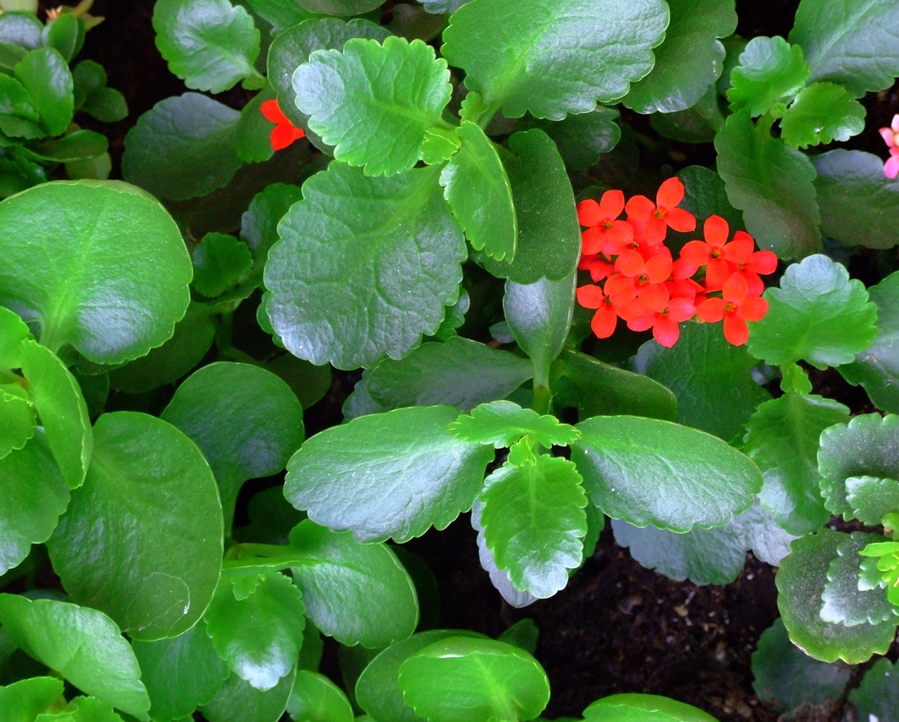 Gėlė, Rožinis, Geranium, Guma, Žalias, Makro, Augalas, Gamta, Gražus, Gėlių Paveikslėlis