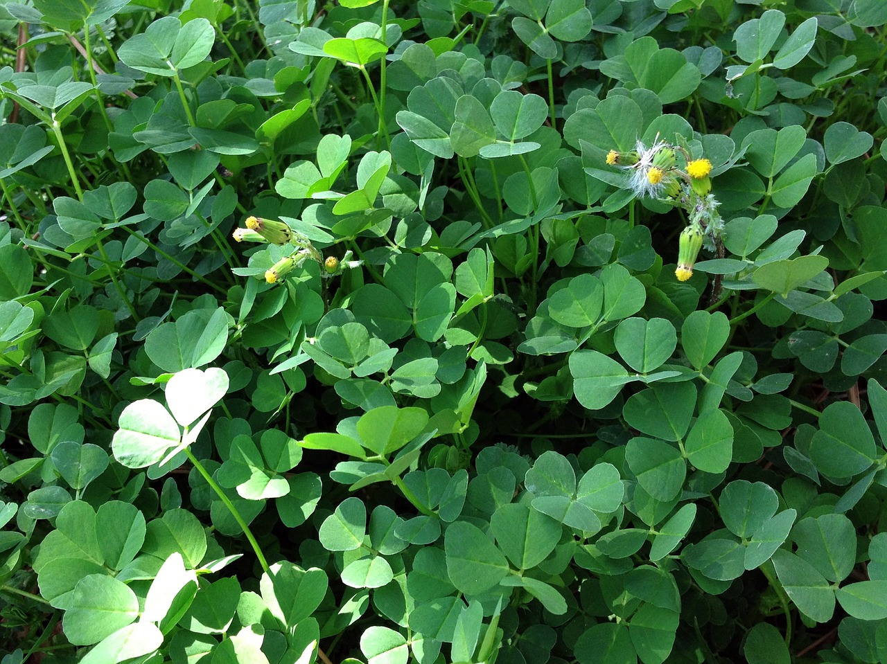 Gėlė, Rožinis, Geranium, Guma, Žalias, Makro, Augalas, Gamta, Gražus, Gėlių Paveikslėlis