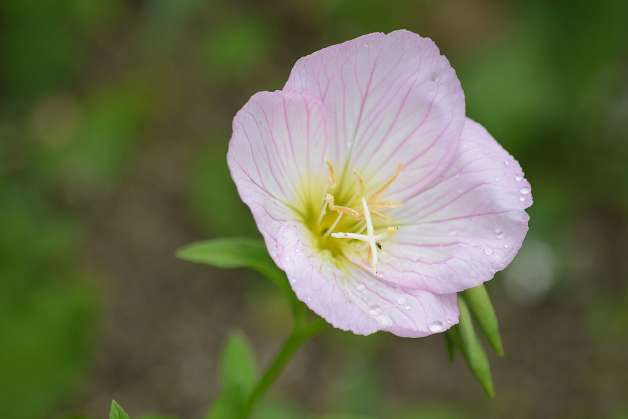 Gėlė, Gamta, Vasaros Gėlės, Laukinės Gėlės, Balta, Sodas, Makro, Flora, Žydėjimas, Botanika