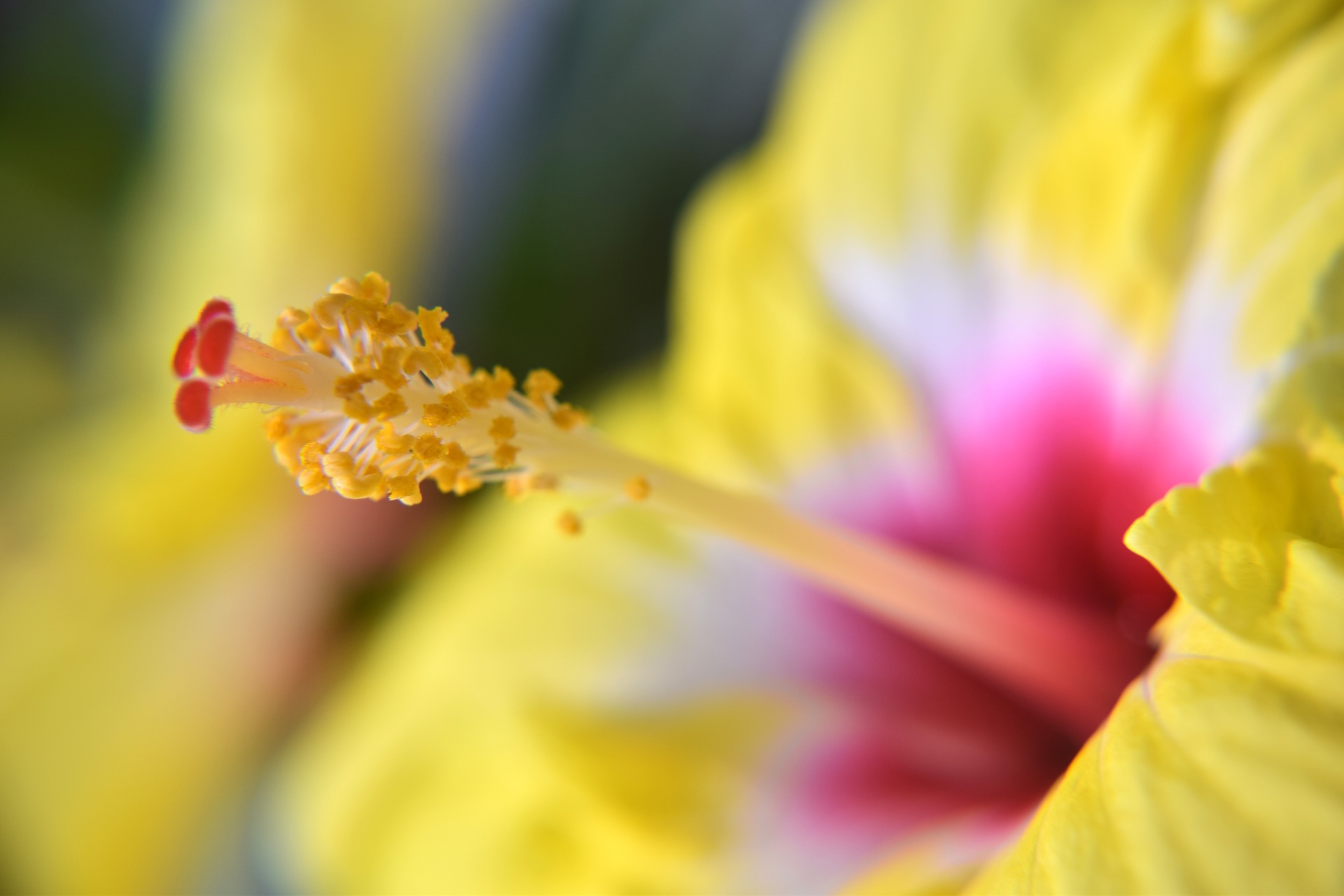 Hibiscus,  Geltona,  Žiedlapiai,  Pistil,  Stilius,  Gamta,  Gėlių Ir Žalumynų 14, Nemokamos Nuotraukos,  Nemokama Licenzija