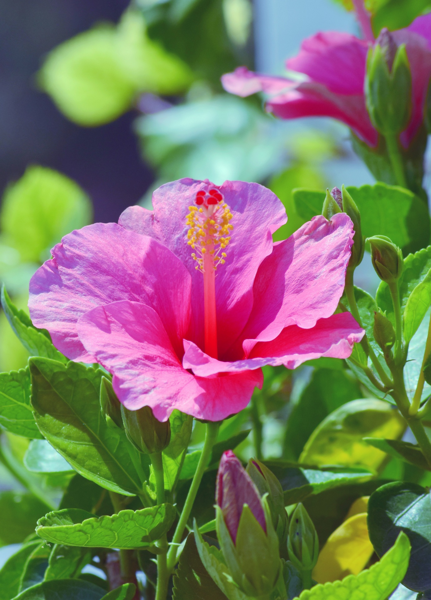 Hibiscus,  Raudona,  Gėlė,  Gamta,  Žiedlapiai,  Lapija,  Gėlių Ir Žalumynų 39, Nemokamos Nuotraukos,  Nemokama Licenzija