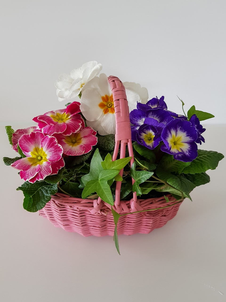 Gėlių Krepšelis,  Primrosės,  Primula,  Gėlė,  Pavasaris,  Vasara,  Spalvinga,  Rožinis,  Balta,  Violetinė