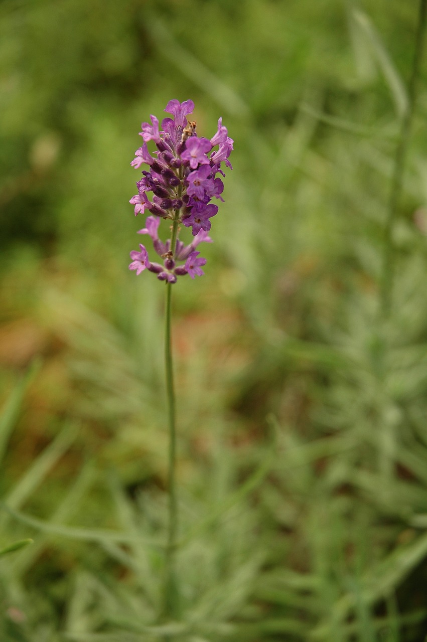 Levanda, Gėlių Žiedai, Lauke, Gamta, Žalias, Violetinė, Žiedas, Žolė, Nemokamos Nuotraukos,  Nemokama Licenzija