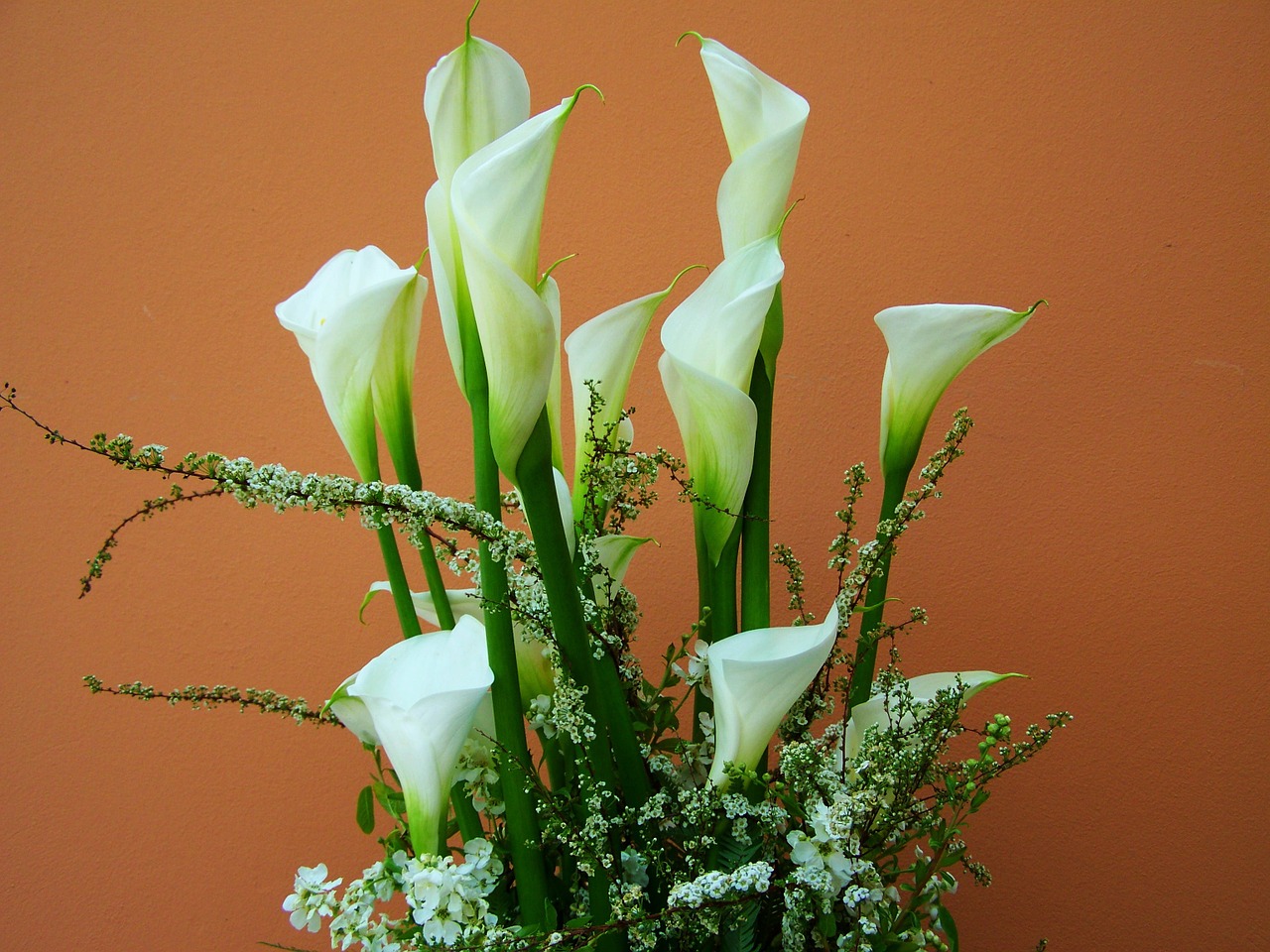 Gėlių Puokštė, Baltos Kalos Lelijos, Supjaustytos Gėlės, Nemokamos Nuotraukos,  Nemokama Licenzija