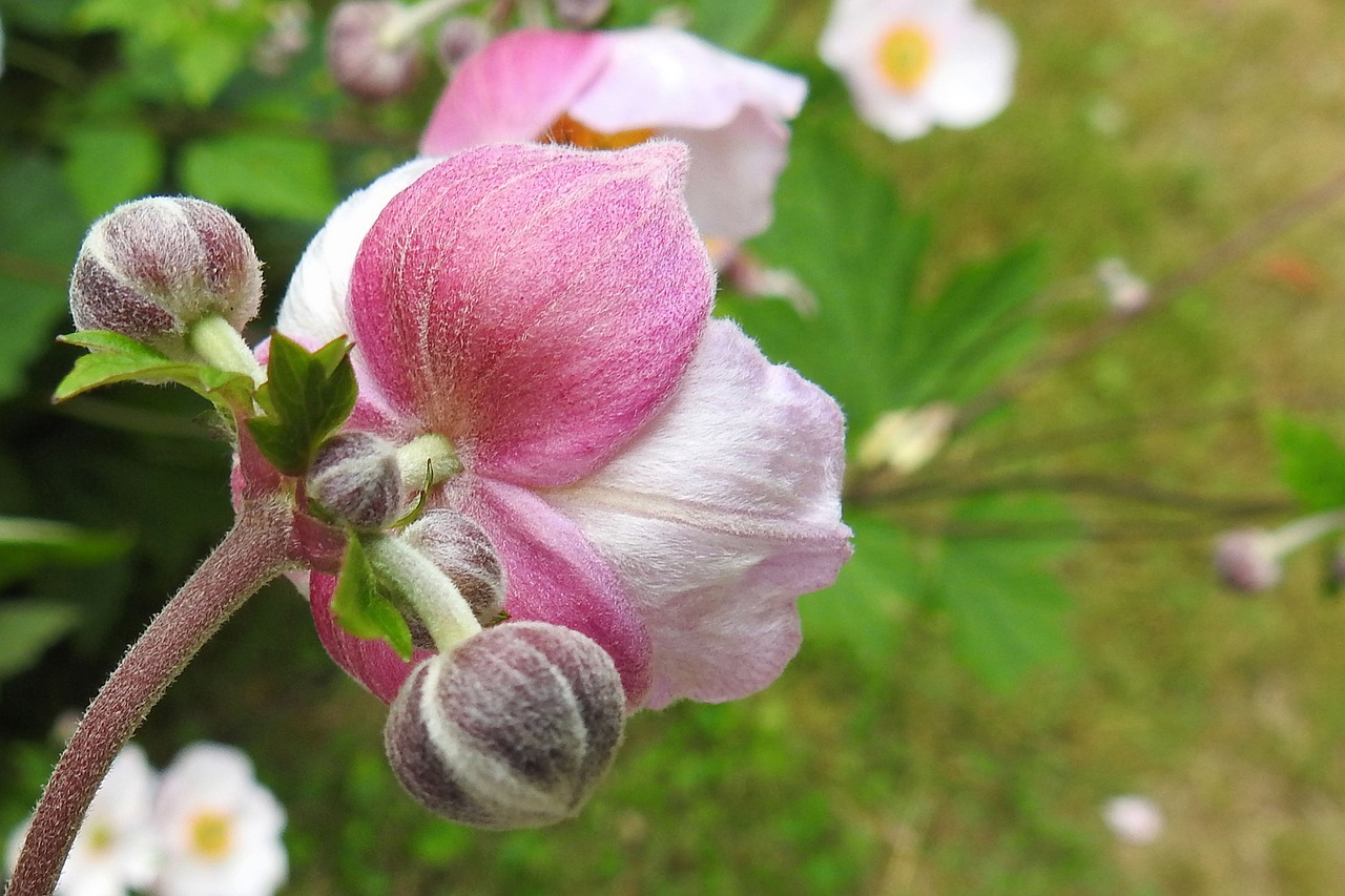 Kritimo Anemonis, Gėlių Pumpurai, Budas, Gėlė, Augalas, Sodas, Nemokamos Nuotraukos,  Nemokama Licenzija