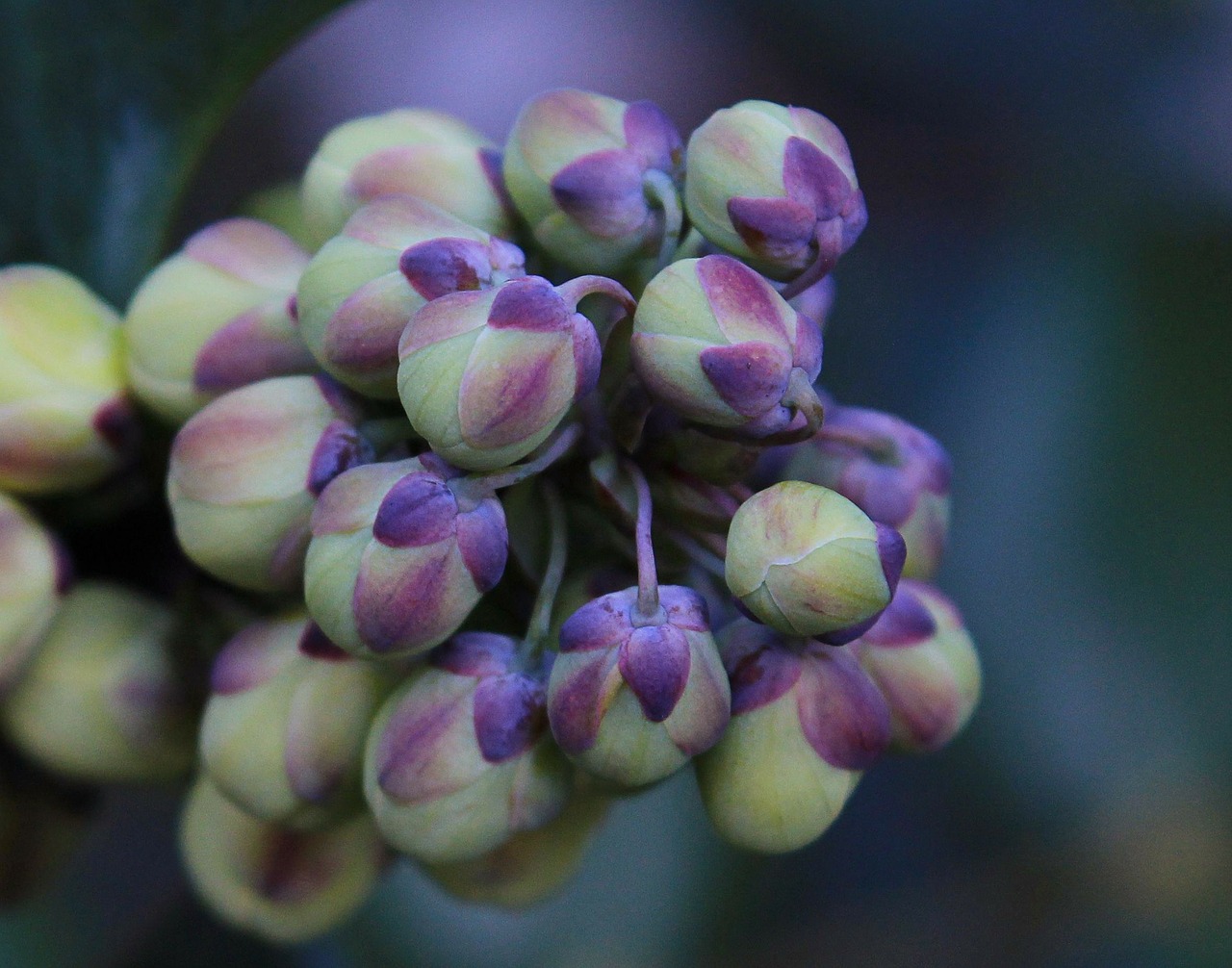 Gėlių Pumpurai, Pumpurai, Violetinė, Žalias, Augalas, Gėlių, Flora, Oregonas Vynuogių Šventas, Žiemos Žiedai, Nemokamos Nuotraukos