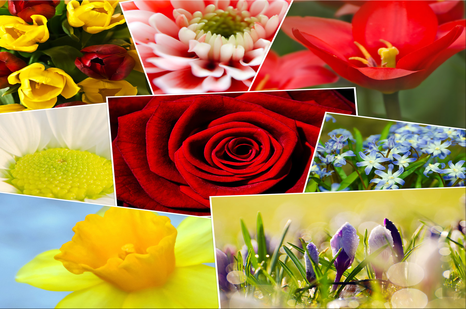 Gėlė,  Sodas,  Rinkimas,  Fotografija,  Sudėtinis,  Boružė,  Montavimas,  Žalias,  Gėlių,  Balta