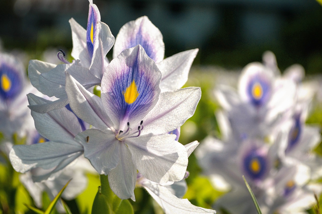 Gėlių Laukas, Balta Mėlyna, Gėlė, Lapija, Saulės Šviesa, Kerala, Indija, Nemokamos Nuotraukos,  Nemokama Licenzija