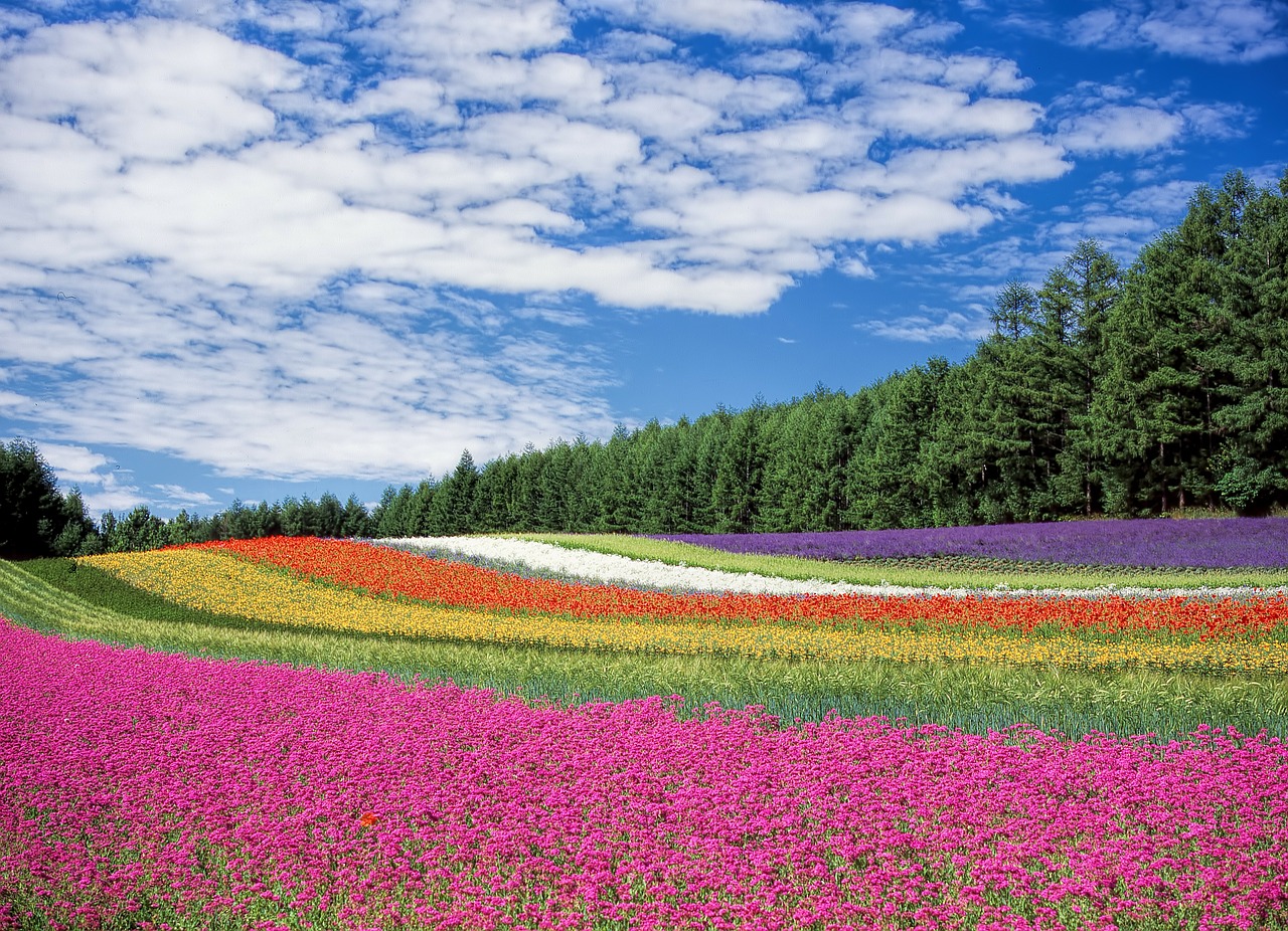 Gėlių Sodas, Mėlynas Dangus, Hokaidas, Japonija, Nemokamos Nuotraukos,  Nemokama Licenzija