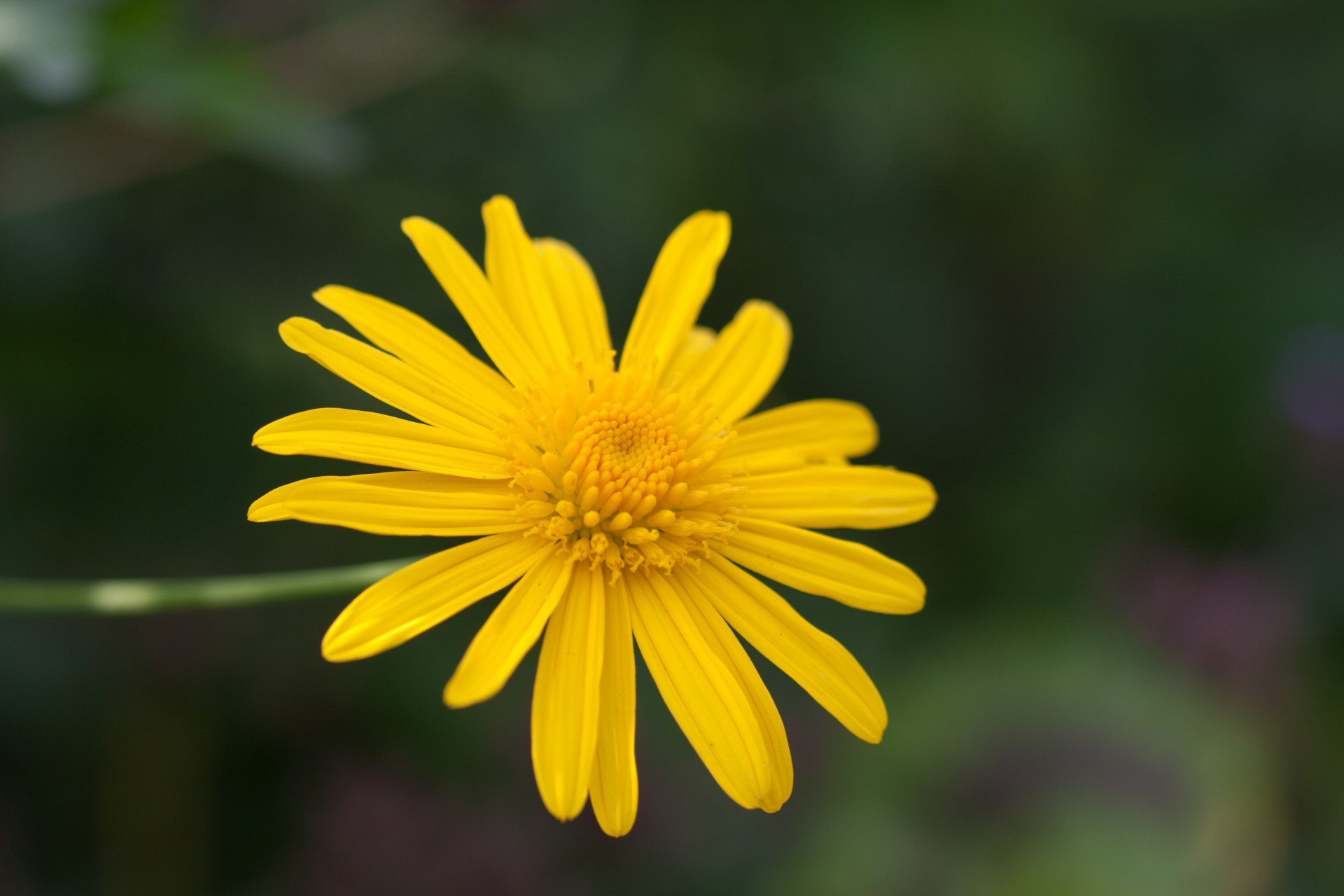 Gėlė,  Daisy,  Geltona,  Oranžinė,  Makro,  Iš Arti,  Detalės,  Graži,  Žydėti,  Gamta