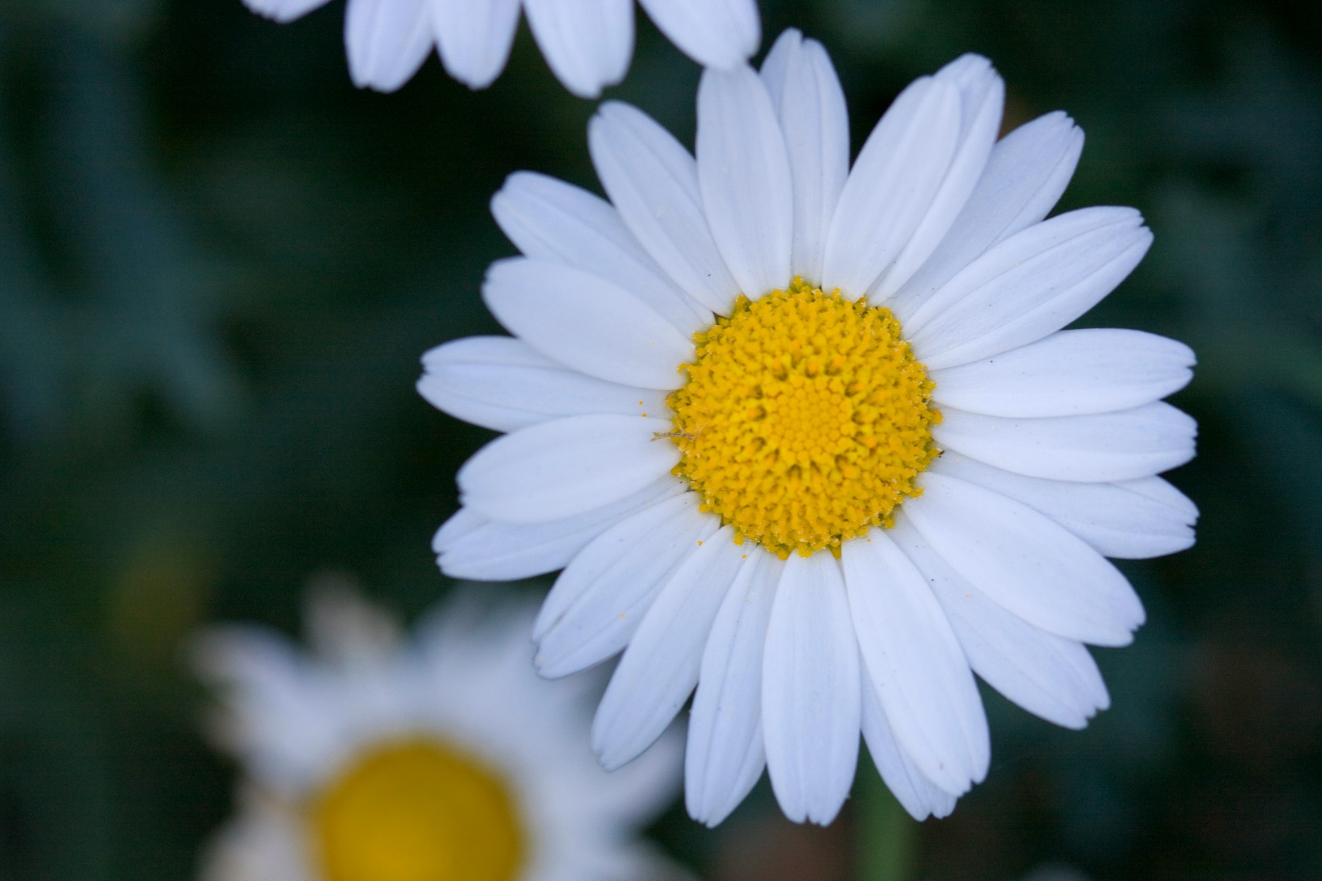 Gėlė,  Gėlės,  Daisy,  Rozės,  Balta,  Makro,  Iš Arti,  Detalės,  Žiedlapiai,  Gražus