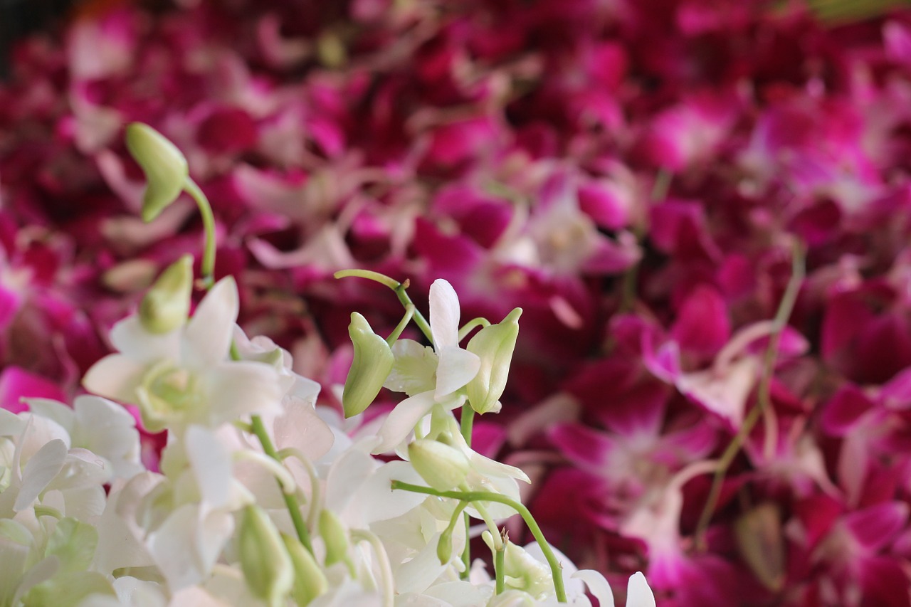 Gėlių Rinka, Orchidėjos, Šviežias, Balta, Violetinė, Tailandas, Nemokamos Nuotraukos,  Nemokama Licenzija
