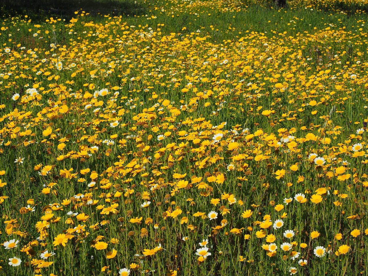 Gėlių Pieva, Karūna Anthemideae, Glebionis Koronaras, Kompozitai, Asteraceae, Maljorka, Gėlės, Pieva, Geltona, Kraštovaizdis