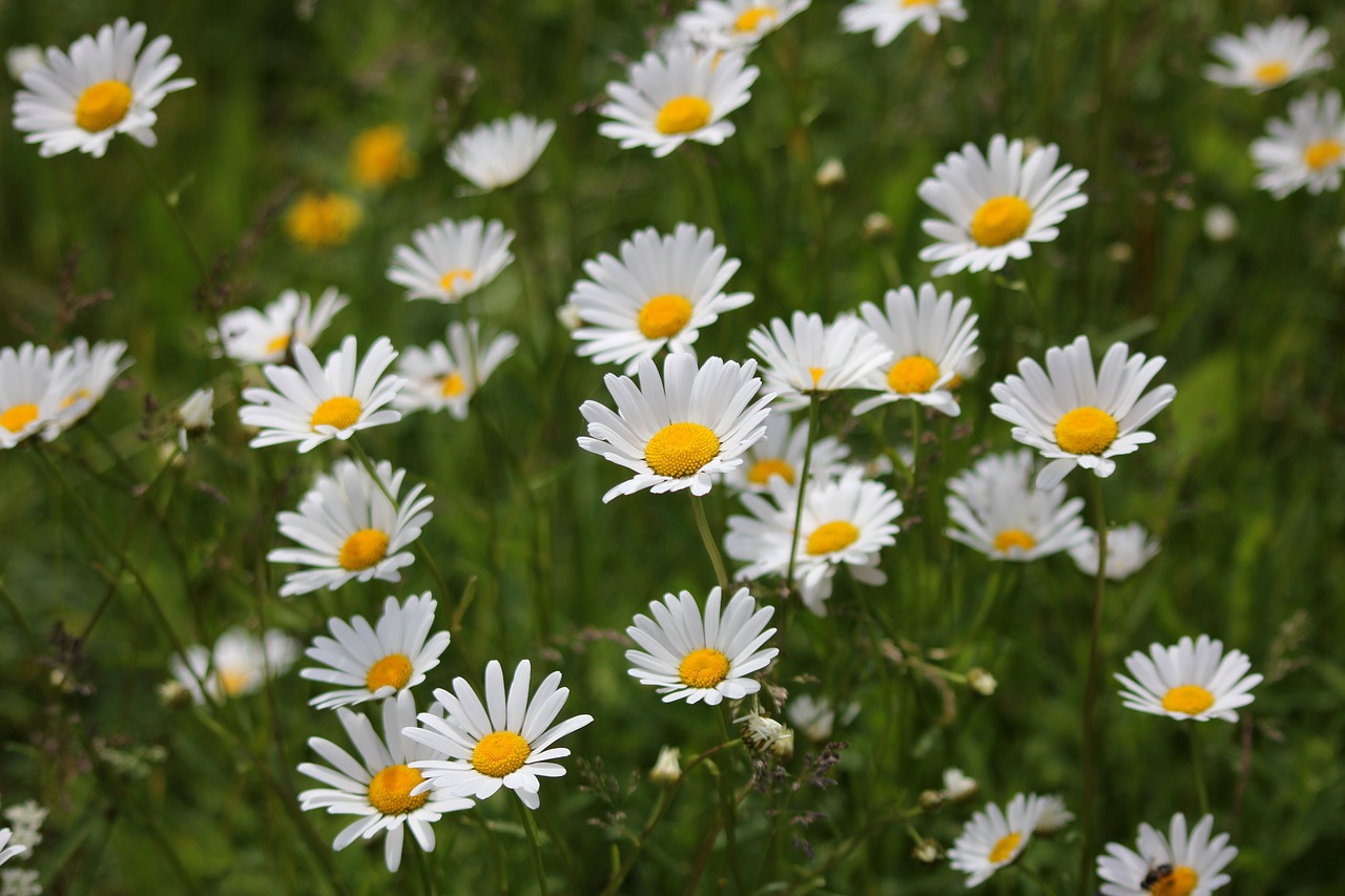 Gėlių Pieva, Gėlė, Daisy, Vasara, Augalas, Gamta, Balta Gėlė, Balta, Natūrali Gėlė, Nemokamos Nuotraukos