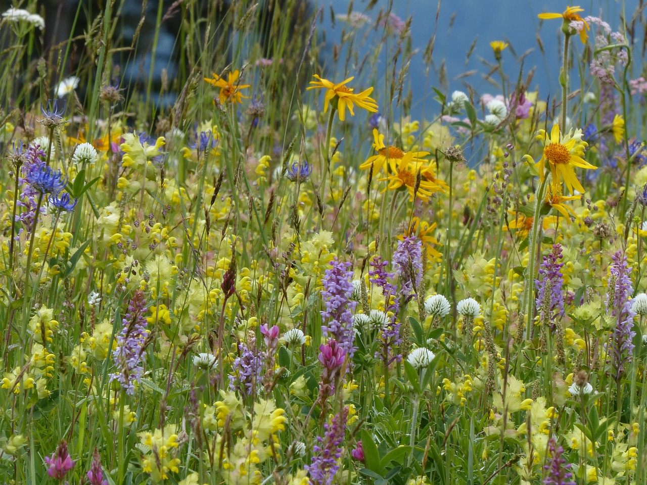 Gėlių Pieva, Laukinės Gėlės, Orchidėja, Nemokamos Nuotraukos,  Nemokama Licenzija