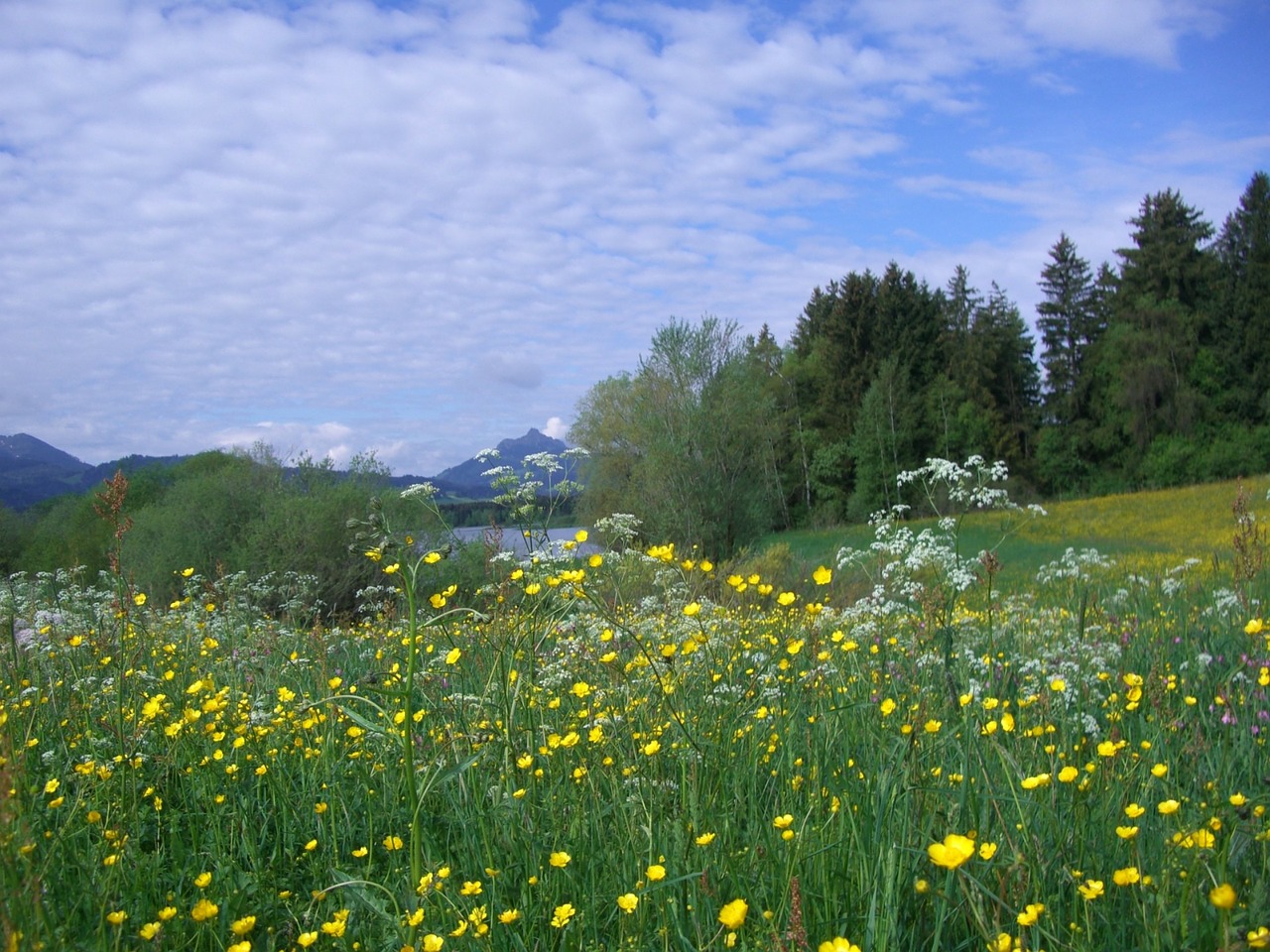 Gėlių Pieva, Gruentensee, Apželdintas, Gėlės, Geltona, Buttercup, Chervilas, Balta, Pieva, Ežeras