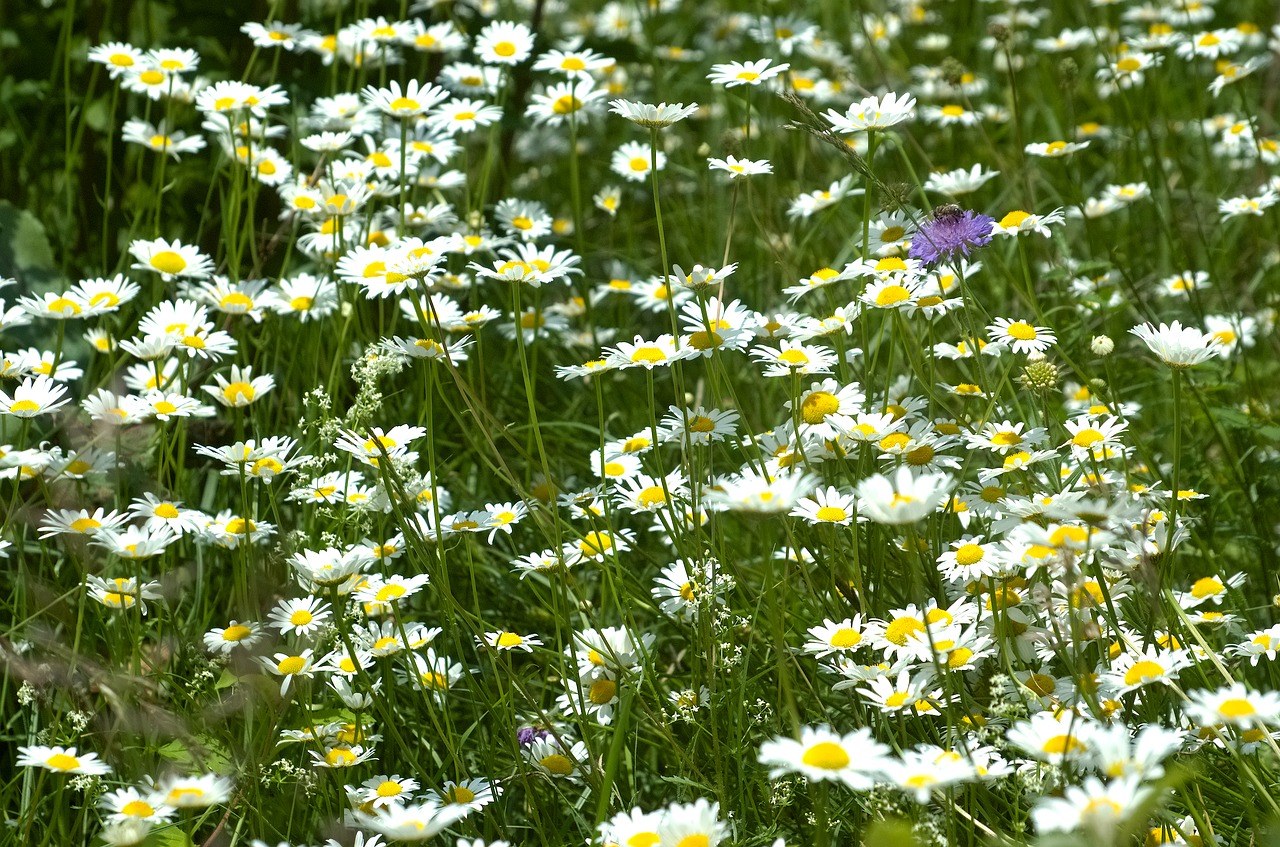 Gėlių Pieva,  Spyruoklė Pieva,  Meadow,  Saulutės,  Gėlės,  Žolė,  Pavasaris,  Polne, Nemokamos Nuotraukos,  Nemokama Licenzija