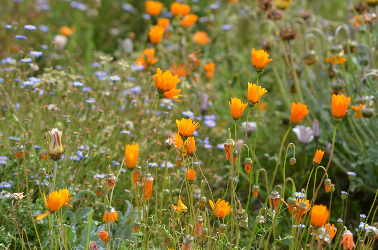 Gėlių Pieva,  Oranžinė,  Gėlės,  Geltona,  Pobūdį,  Pavasaris,  Daisy,  Žiedas,  Žydi,  Meadow