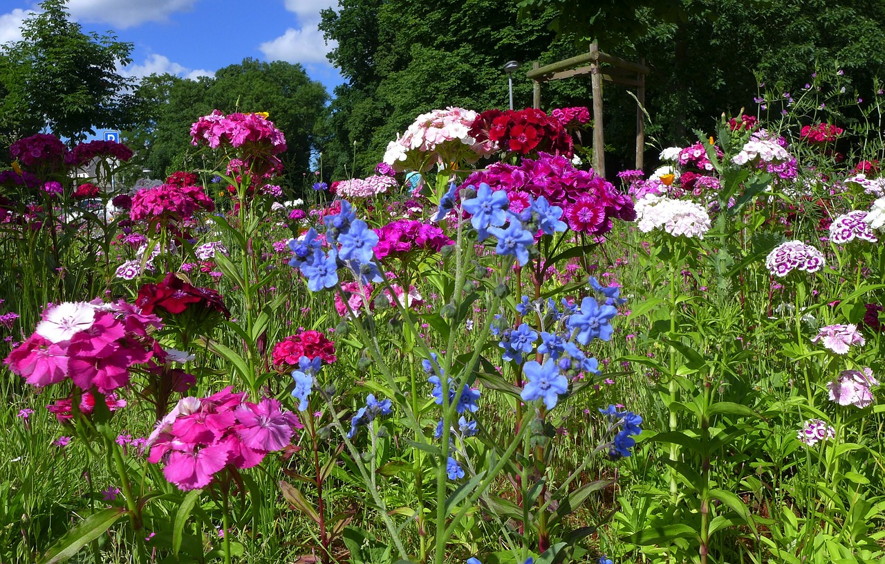 Gėlių Pieva, Vasara, Vasaros Gėlės, Mėlynas, Violetinė, Gėlės, Gražus, Nemokamos Nuotraukos,  Nemokama Licenzija