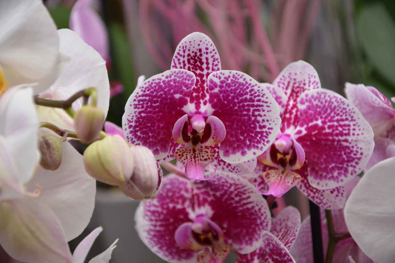 Gėlių Orchidėja, Rožinė Fuschia, Gamtos Dovanos, Apdaila, Nemokamos Nuotraukos,  Nemokama Licenzija