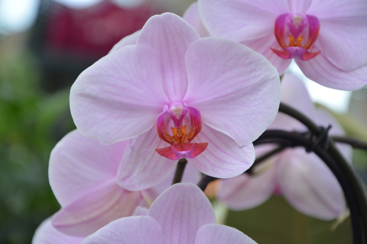 Gėlių Orchidėja, Rožinis, Dekoratyvinis, Gamta, Augalas, Rožinė Orchidėja, Egzotiška Gėlė, Orchidėja, Dovanos, Žydėjimas