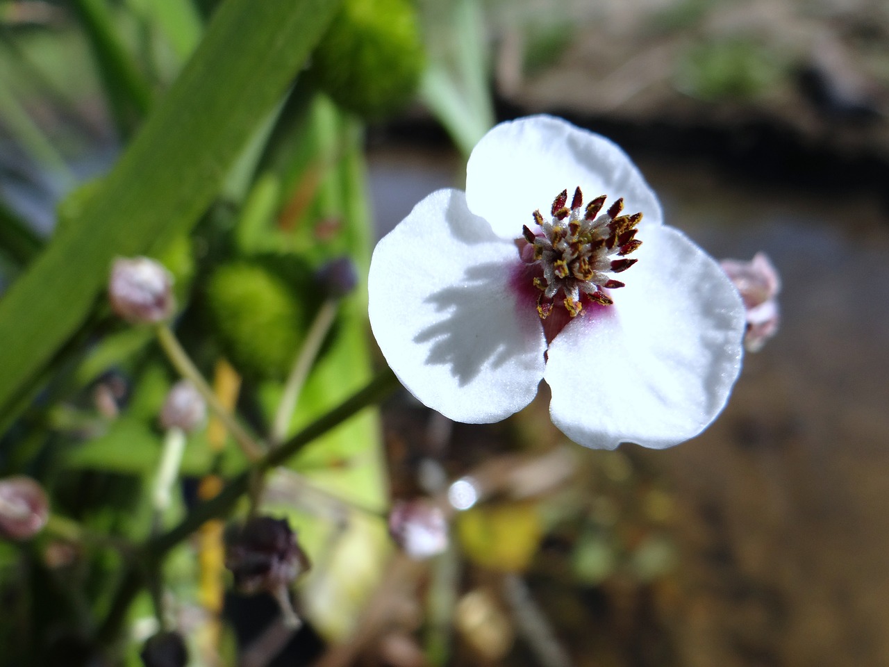 Gėlių Vanduo, Upė, Pilica, Gamta, Augalas, Flora, Nemokamos Nuotraukos,  Nemokama Licenzija