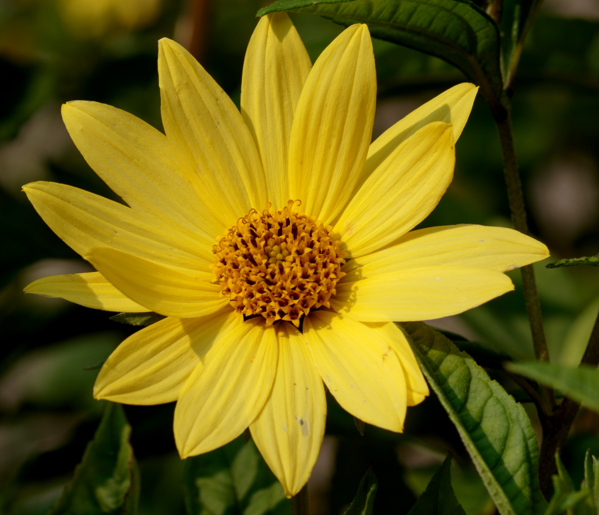 Gėlė,  Geltona,  Iš Arti,  Makro,  Detalės,  Žiedlapiai,  Žydėti,  Flora,  Gėlių,  Gamta