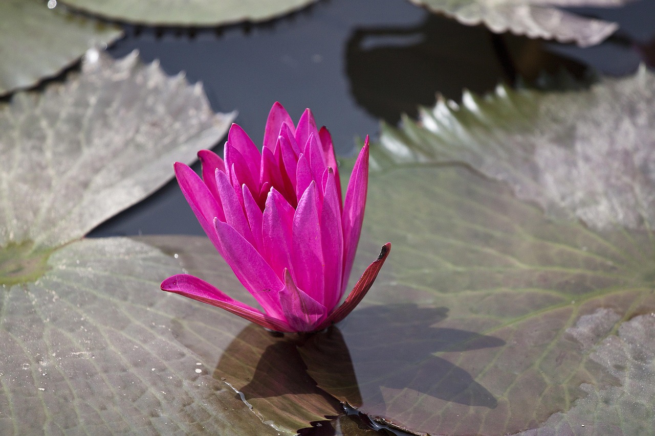 Žydėjimas, Nymphaea Alba, Vandens Augalai, Vasara, Nemokamos Nuotraukos,  Nemokama Licenzija