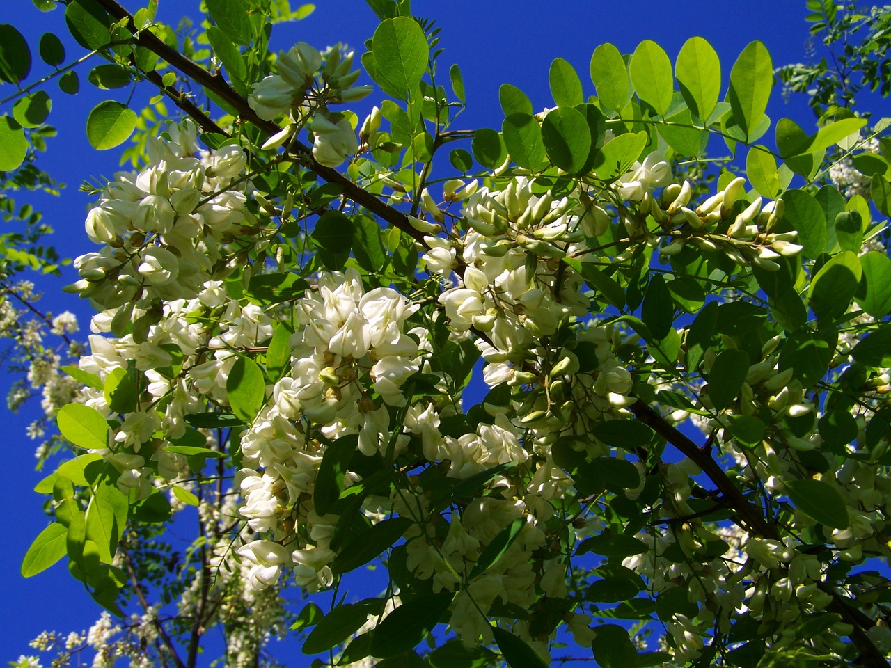 Žydintis Acacia, Robinia Pseudoacacia, Pavasaris, Nemokamos Nuotraukos,  Nemokama Licenzija