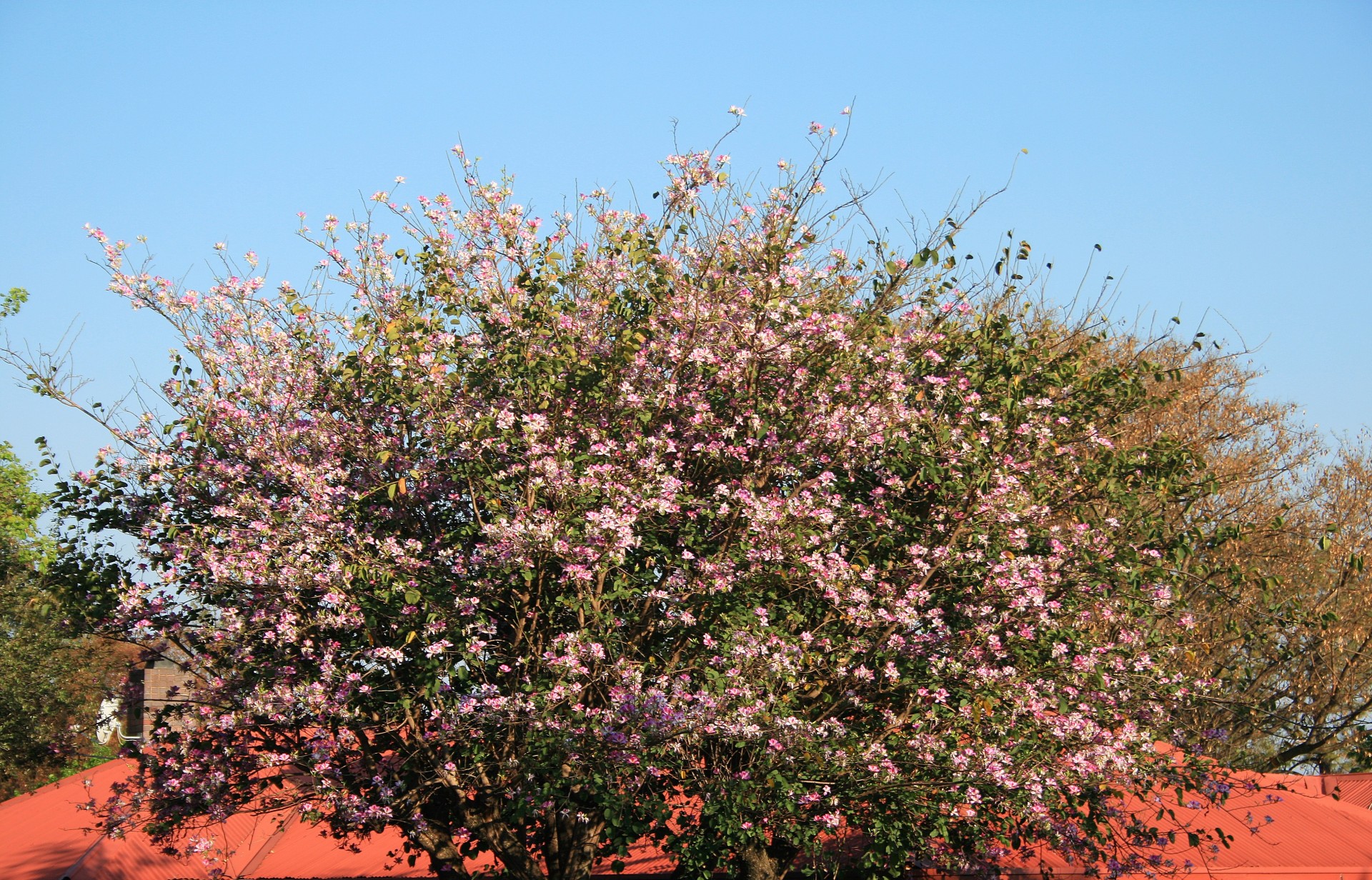 Medis,  Gėlės,  Rožinis,  Žydėjimo Kupranugario Pėdos, Nemokamos Nuotraukos,  Nemokama Licenzija
