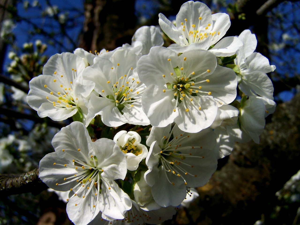 Žydintis Vyšnios Medis, Balta Gėlė, Pavasaris, Nemokamos Nuotraukos,  Nemokama Licenzija